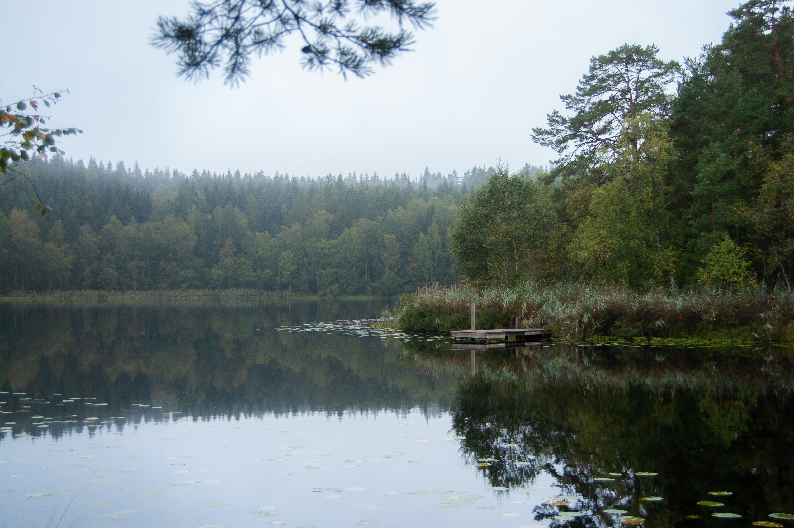 Wooden jetty on a misty lake surrounded by forest HD Wallpaper