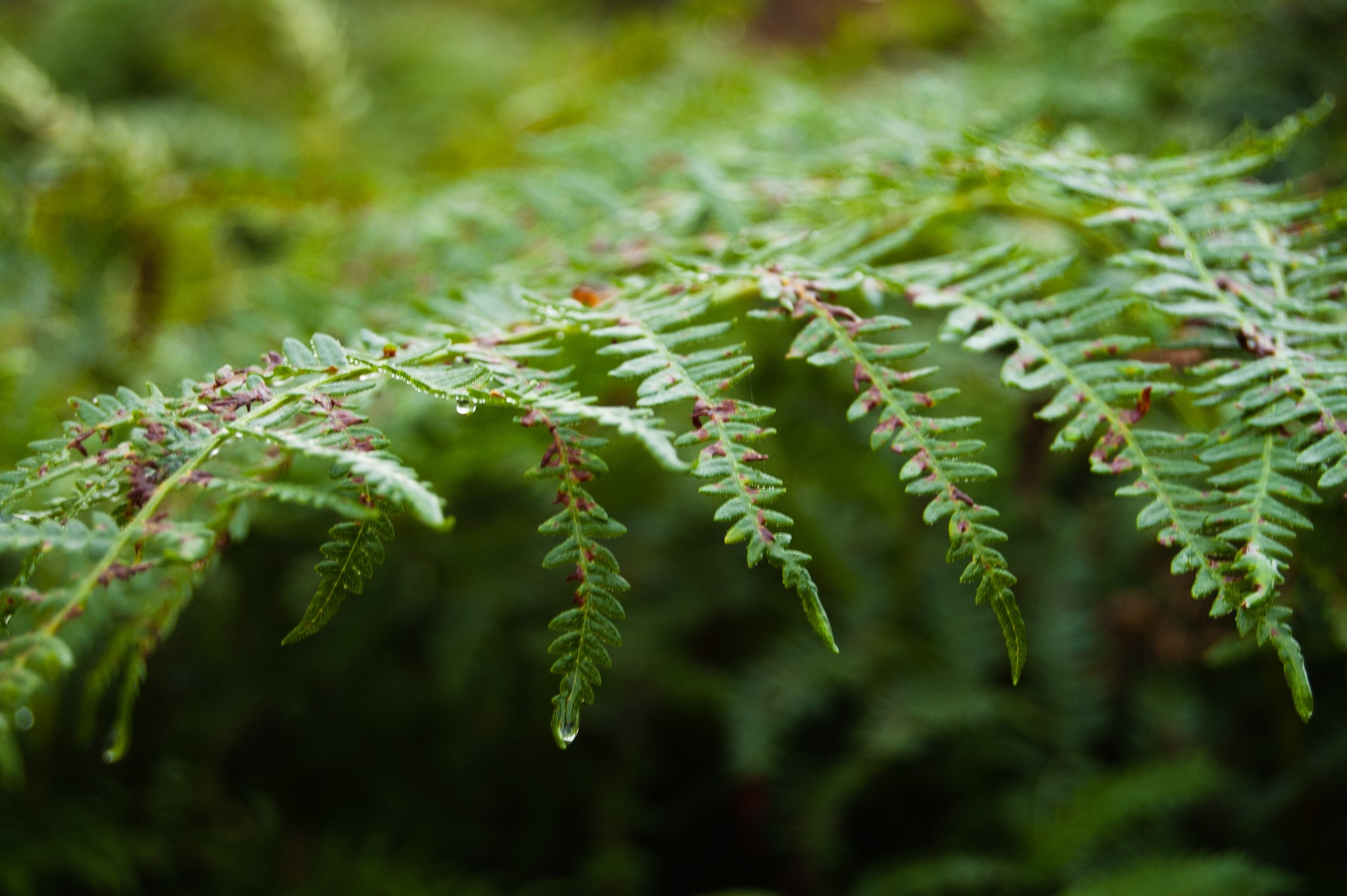 Close-up of a fern frond with water droplets HD Wallpaper