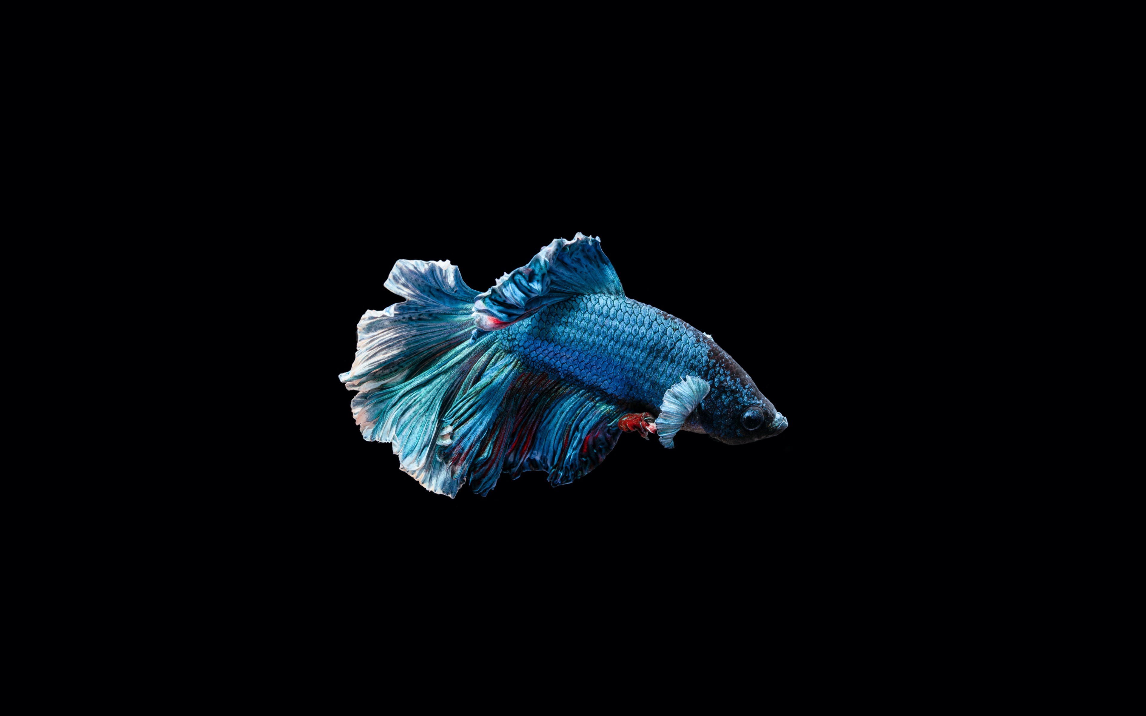 Blue Betta Fish with Flowing Fins on Black Background HD Wallpaper