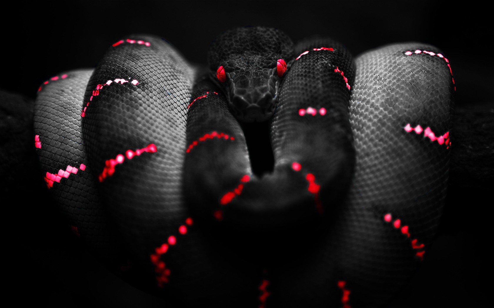 Black snake with red markings and eyes HD Wallpaper