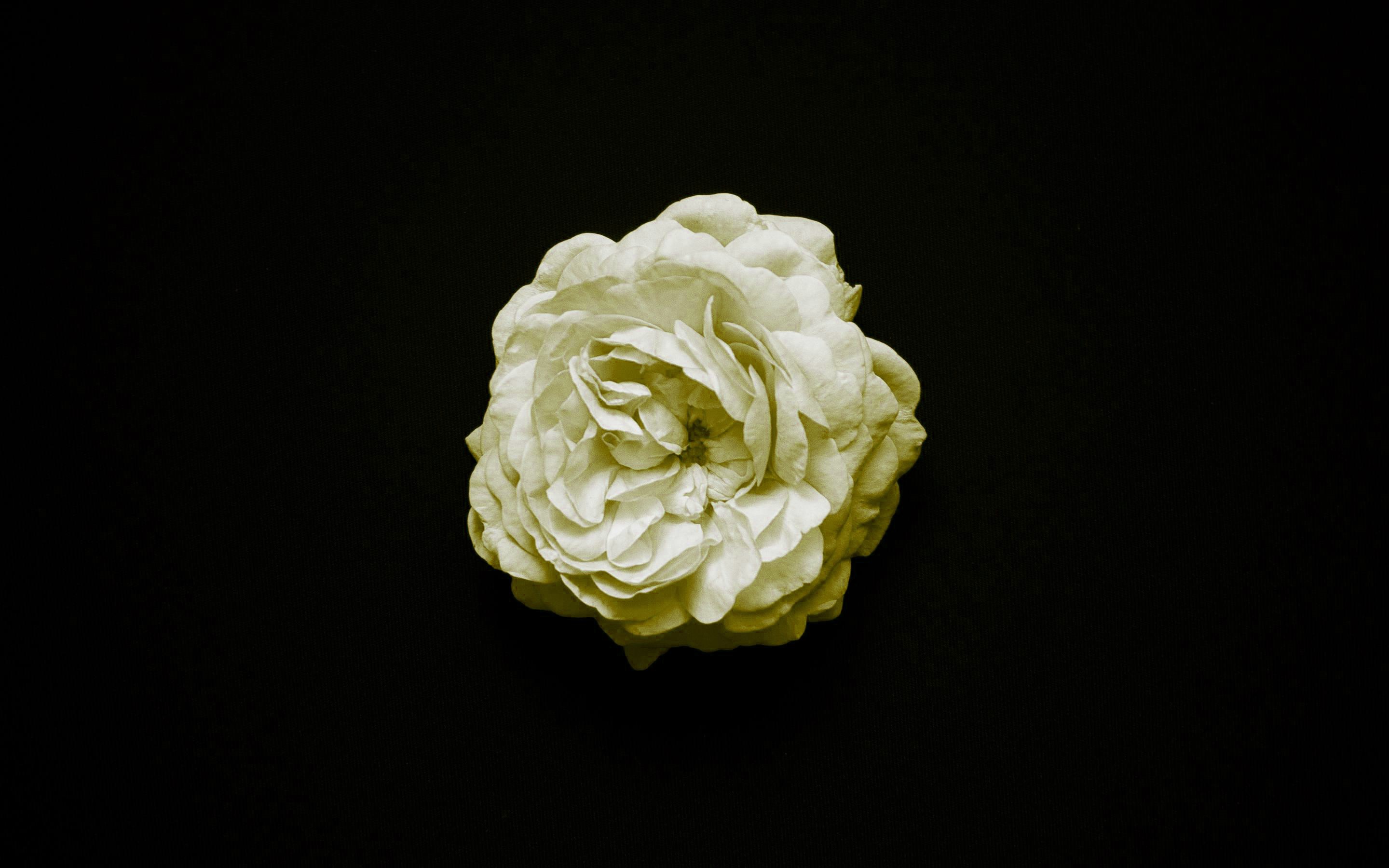 Yellow rose on a black background HD Wallpaper