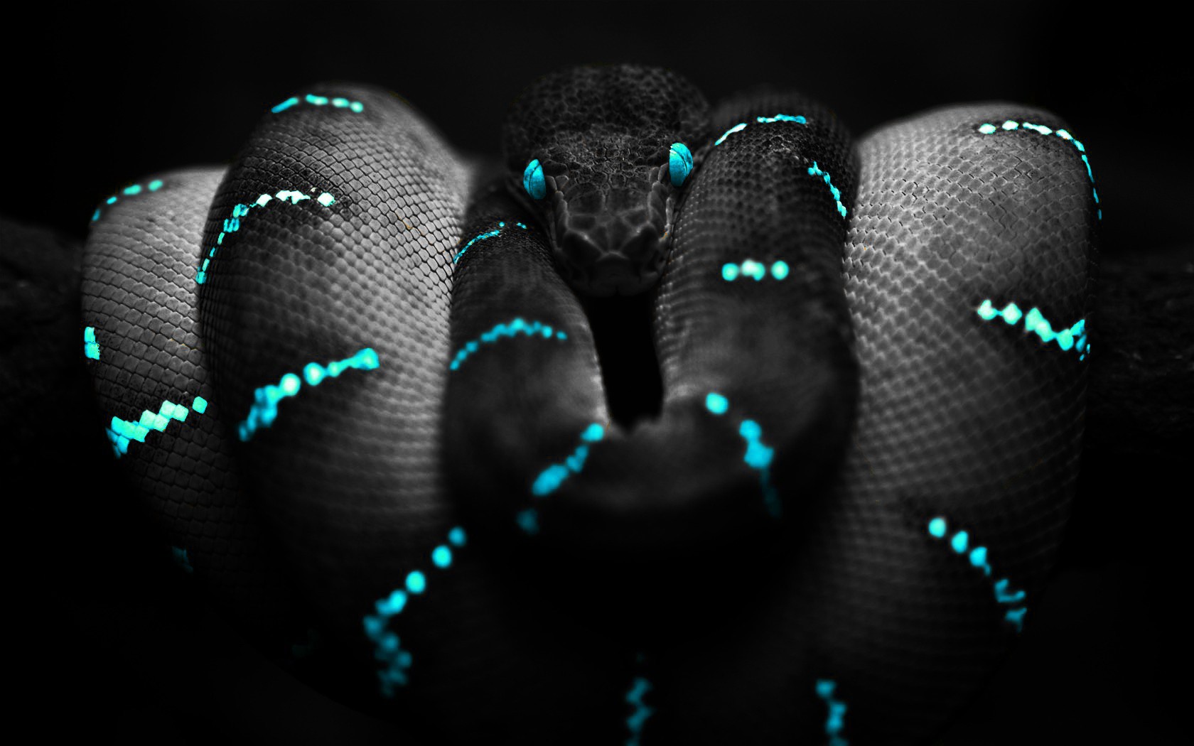 Snake with glowing blue markings and eyes HD Wallpaper