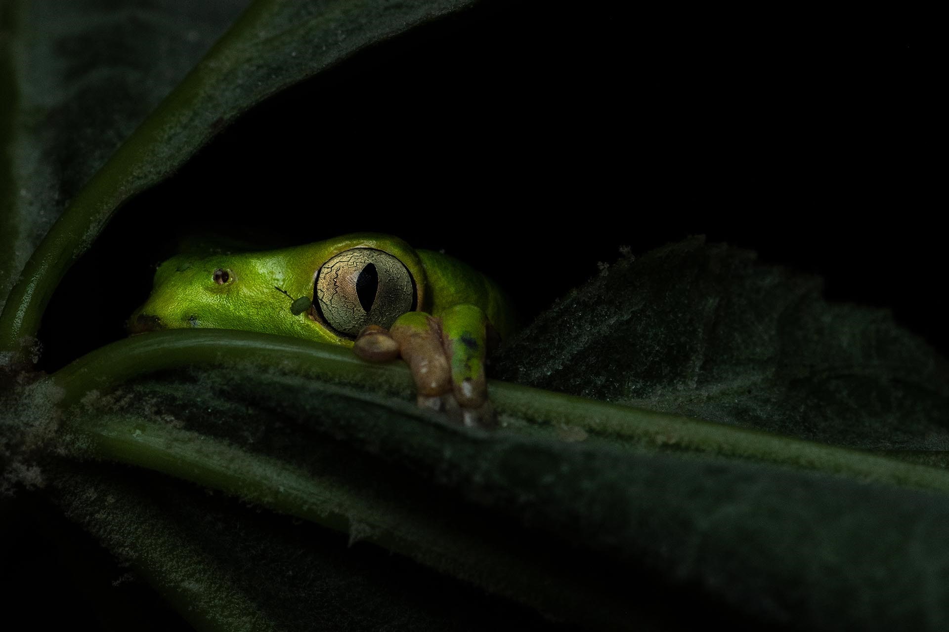 Green frog peeking from behind dark green leaves HD Wallpaper