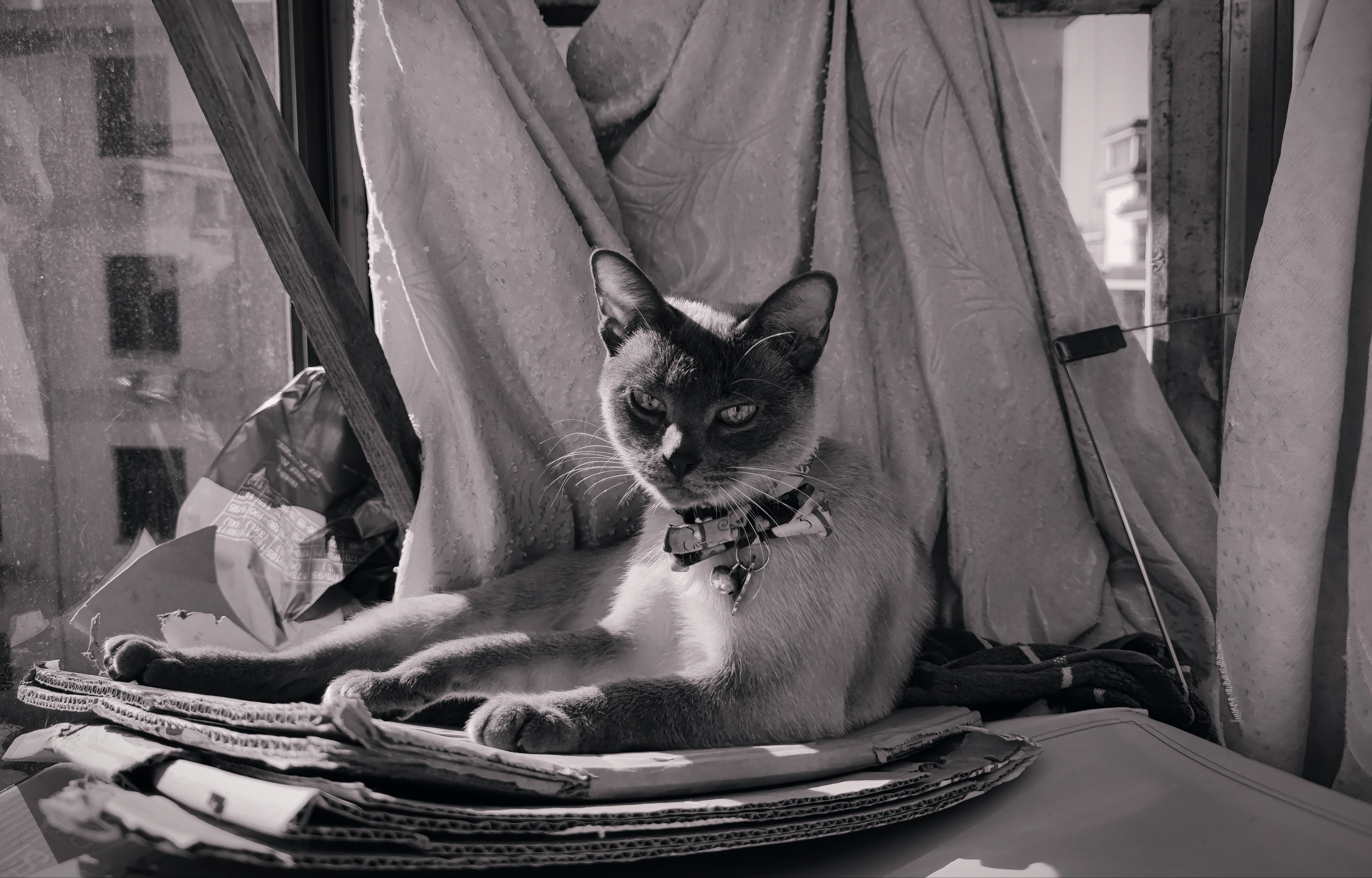 Monochrome Siamese cat on cardboard HD Wallpaper