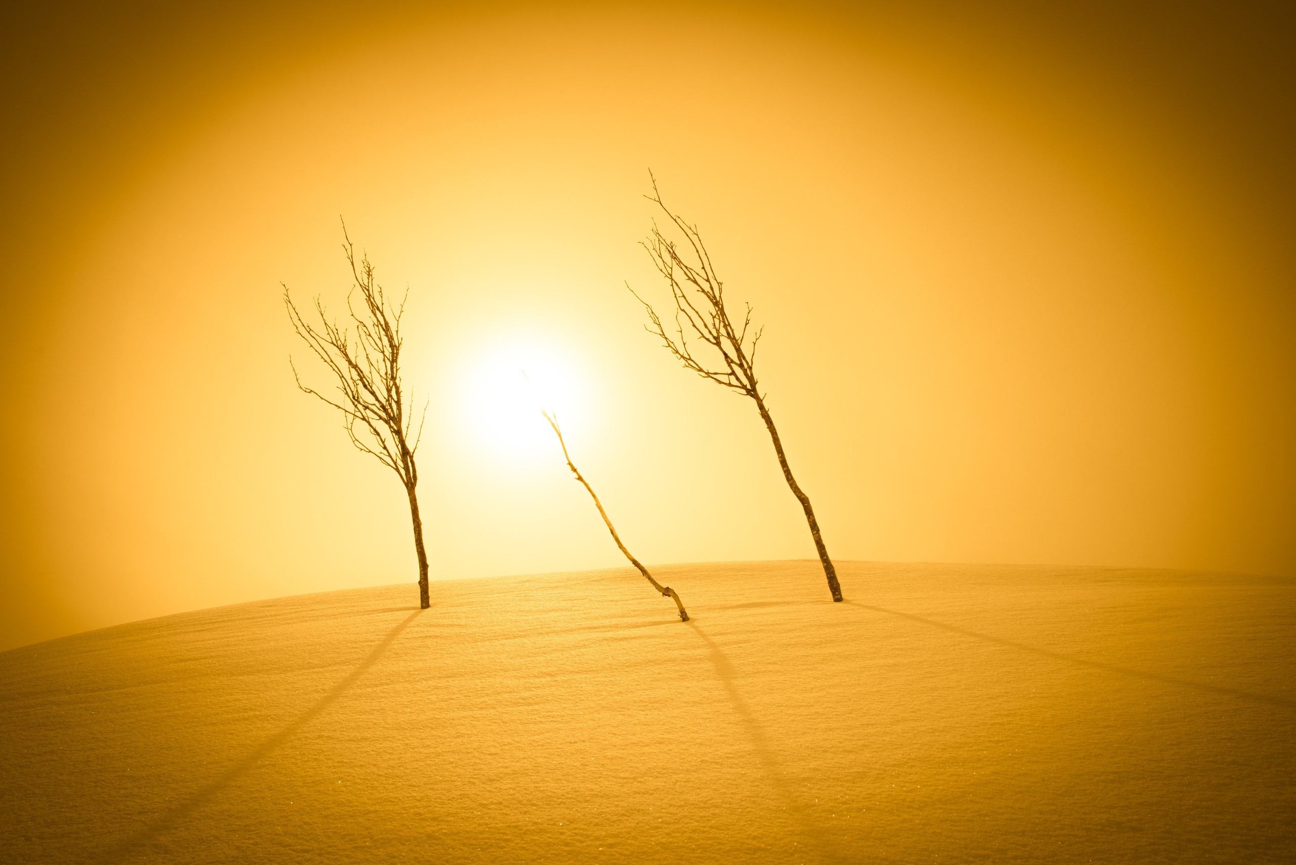 Bare trees on a snowy landscape with bright sunlight HD Wallpaper