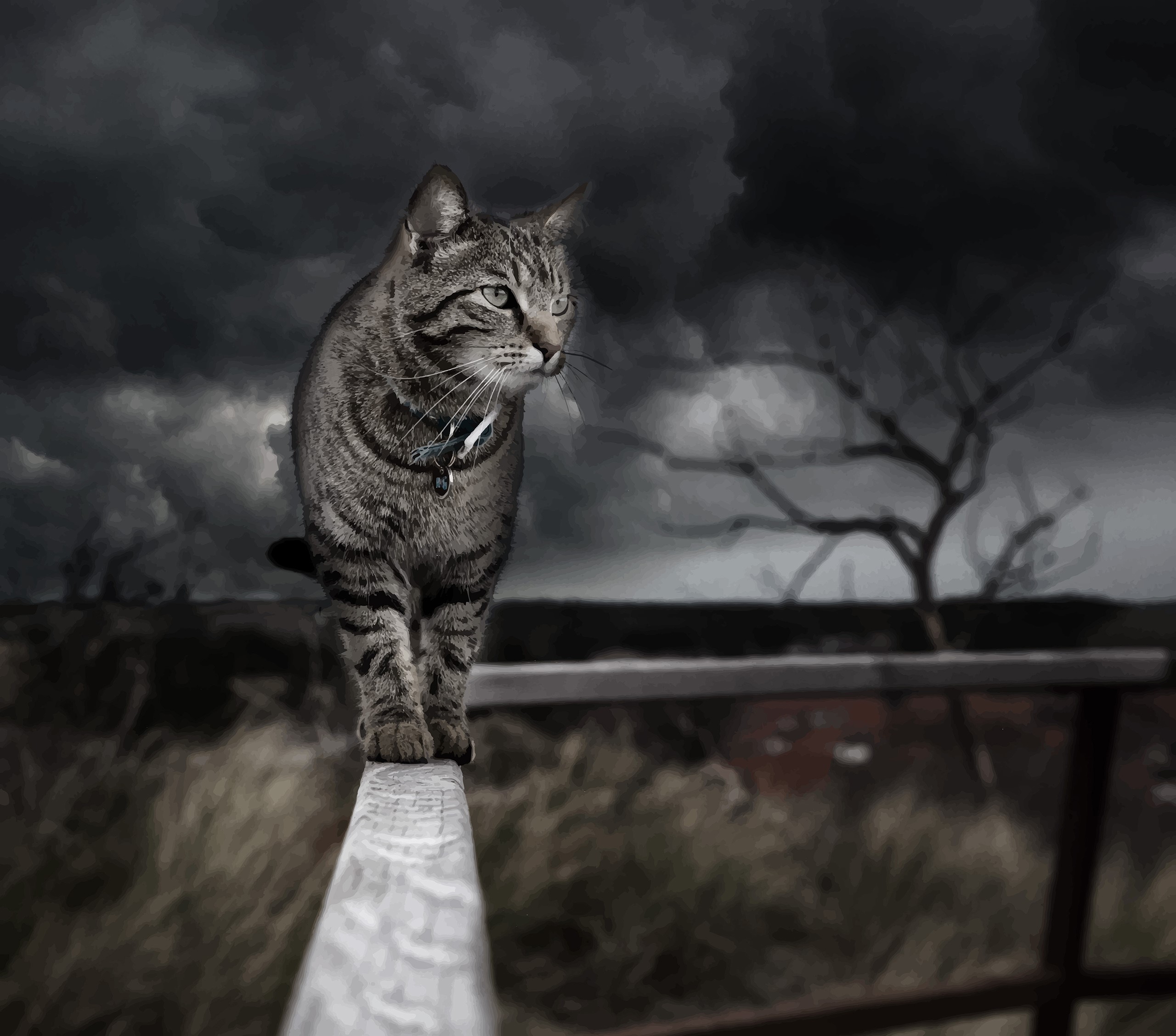 Tabby cat walking on a railing during a storm HD Wallpaper