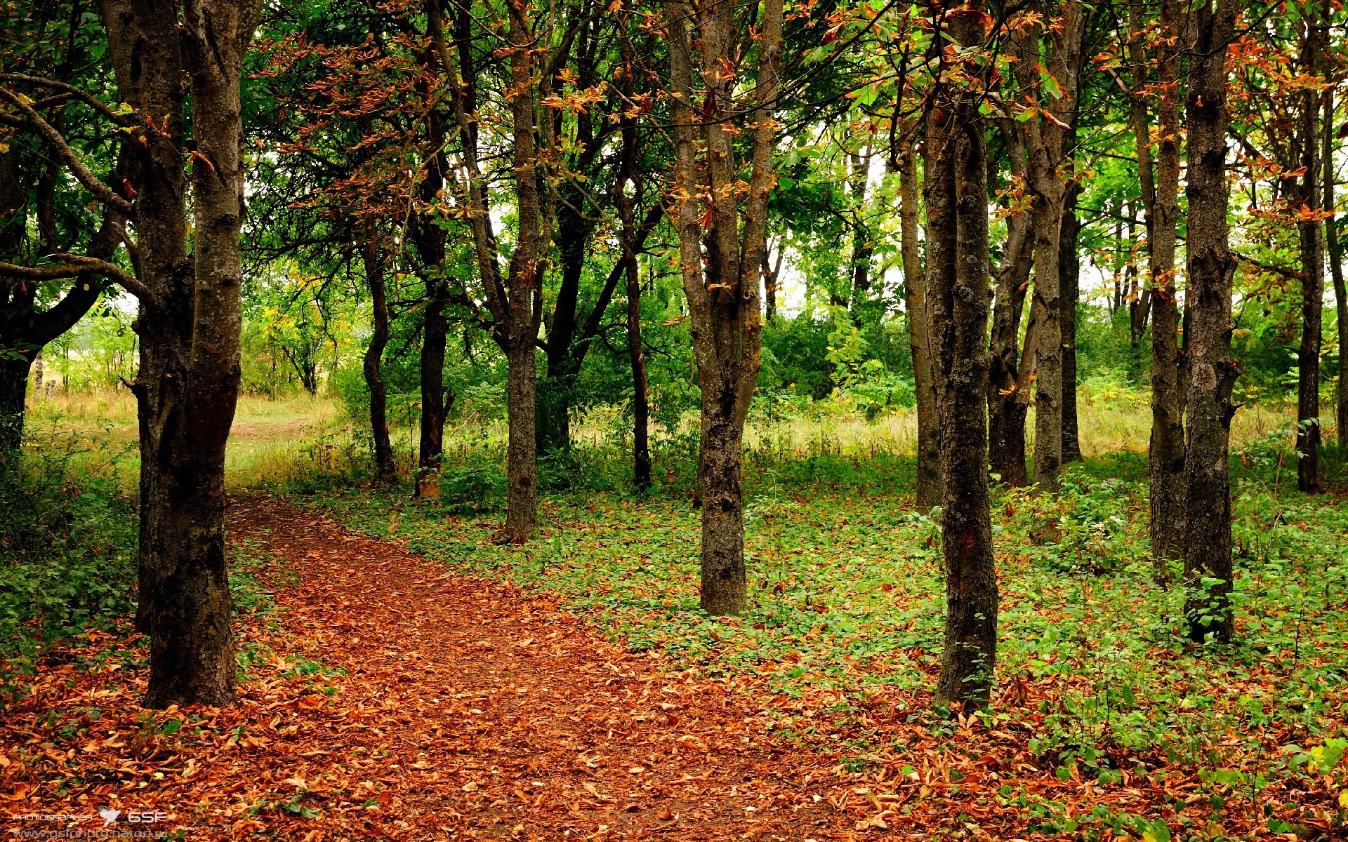 A forest path covered in fallen leaves HD Wallpaper