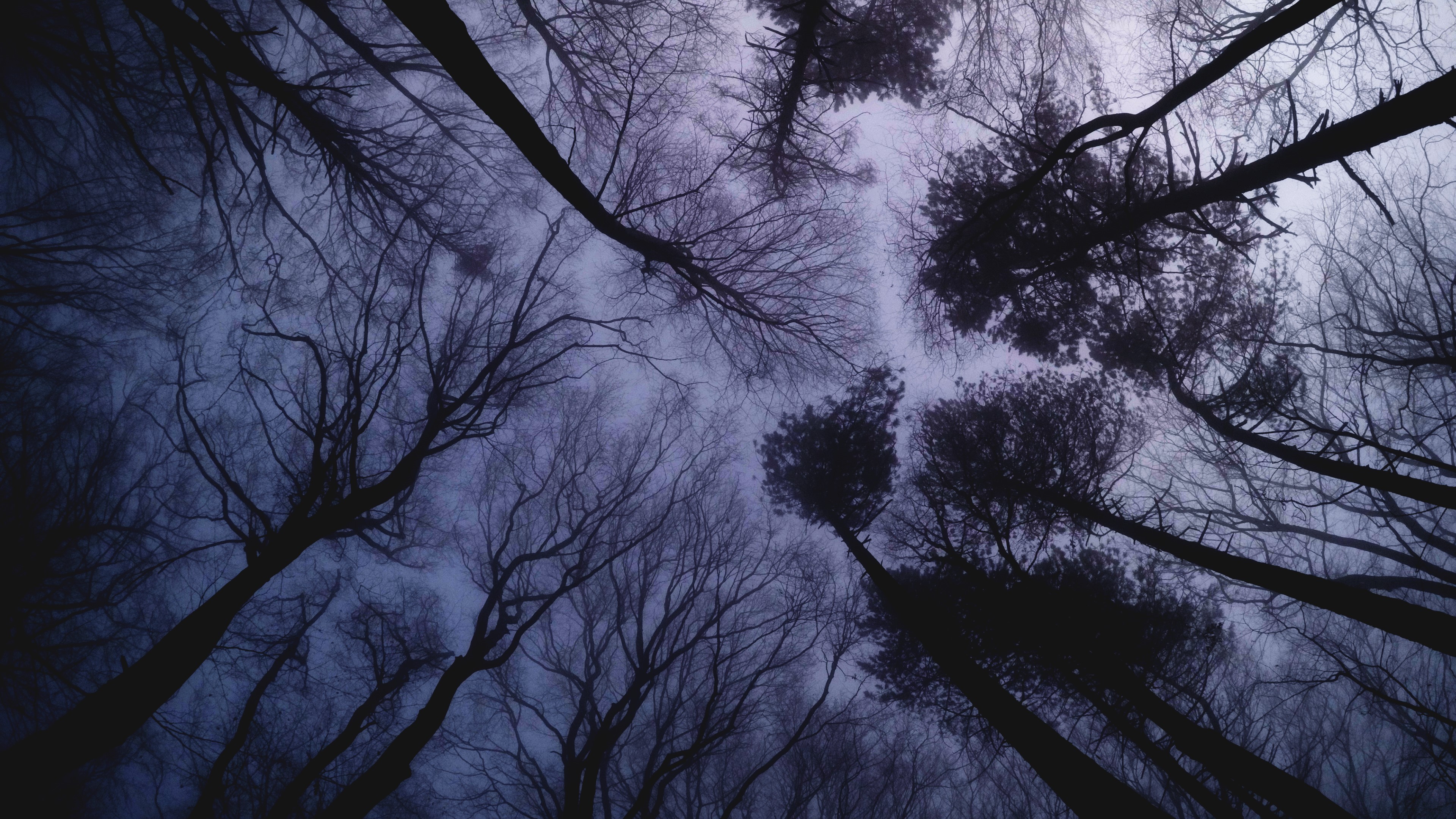 4K Worms Eye View of Bare Trees Against Misty Sky HD Wallpaper