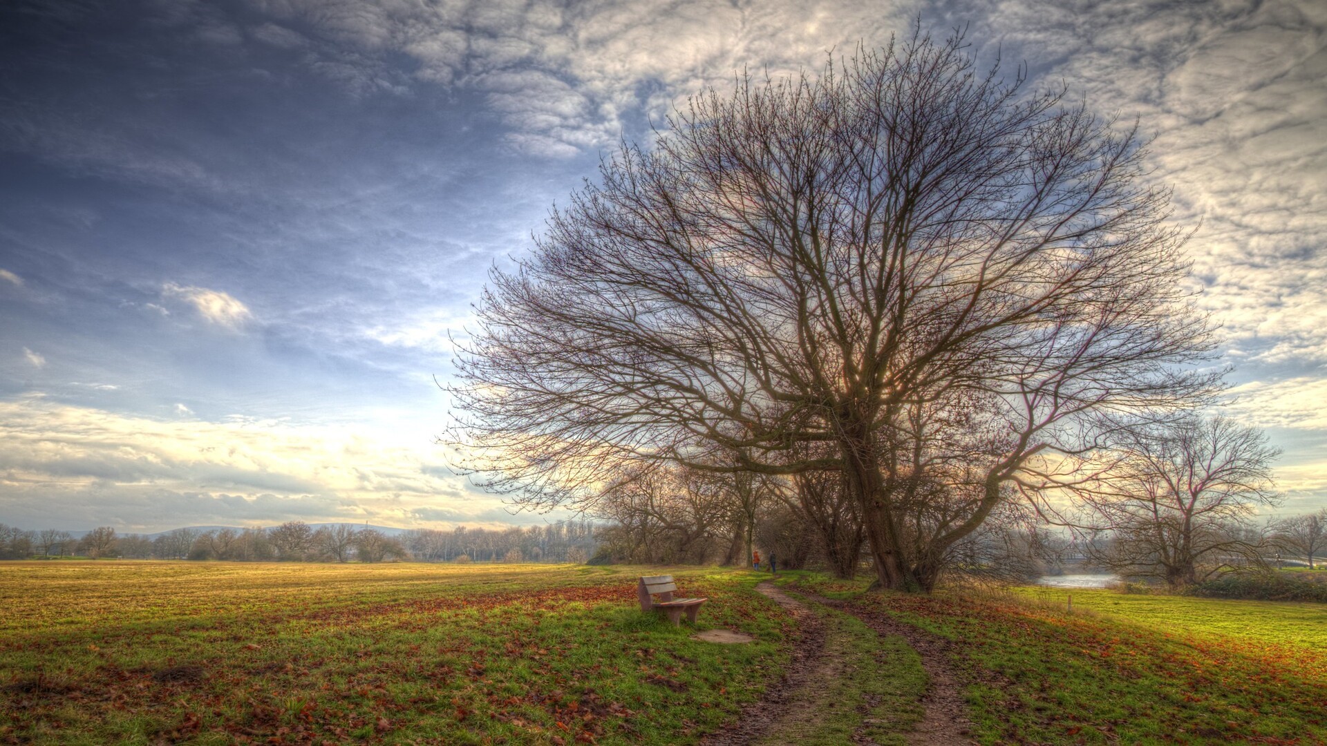 Bare tree in a field with a bench and a path HD Wallpaper