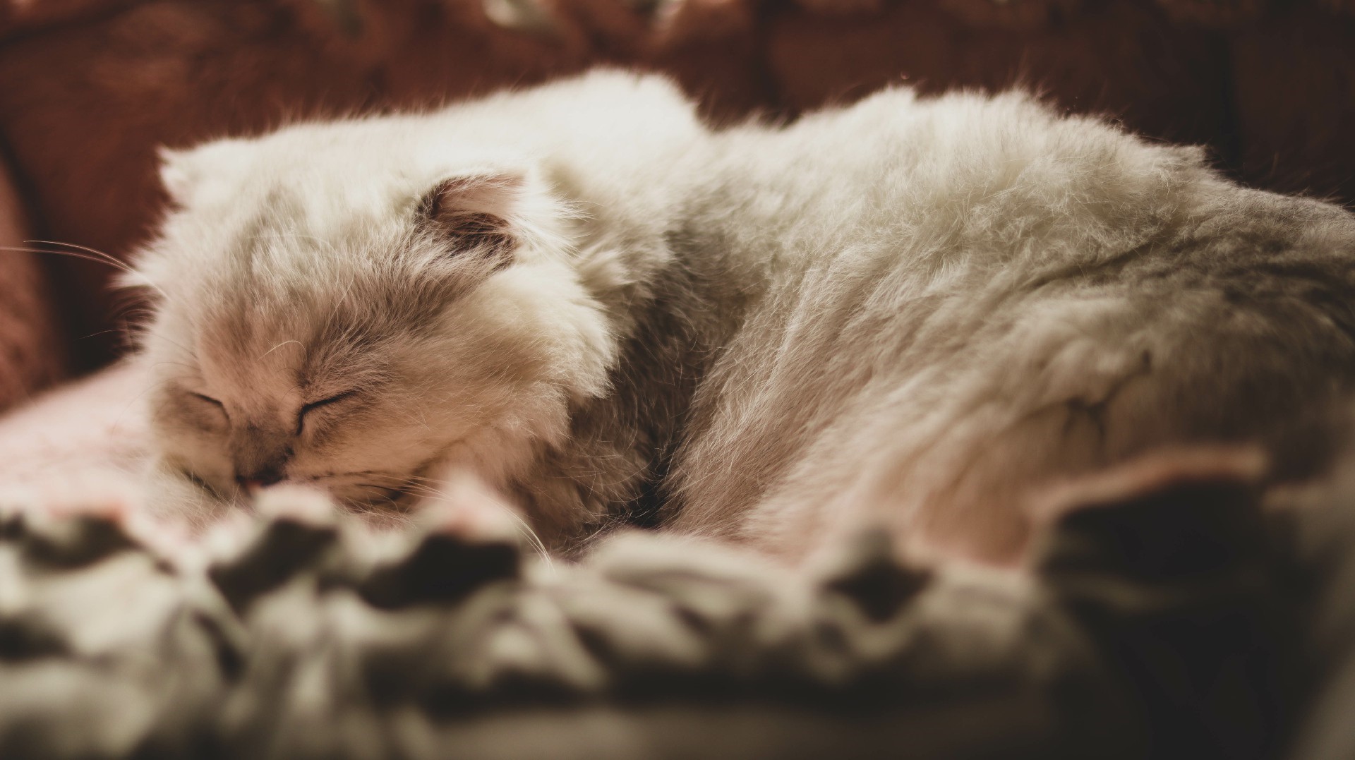 Fluffy kitten sleeping on a blanket HD Wallpaper