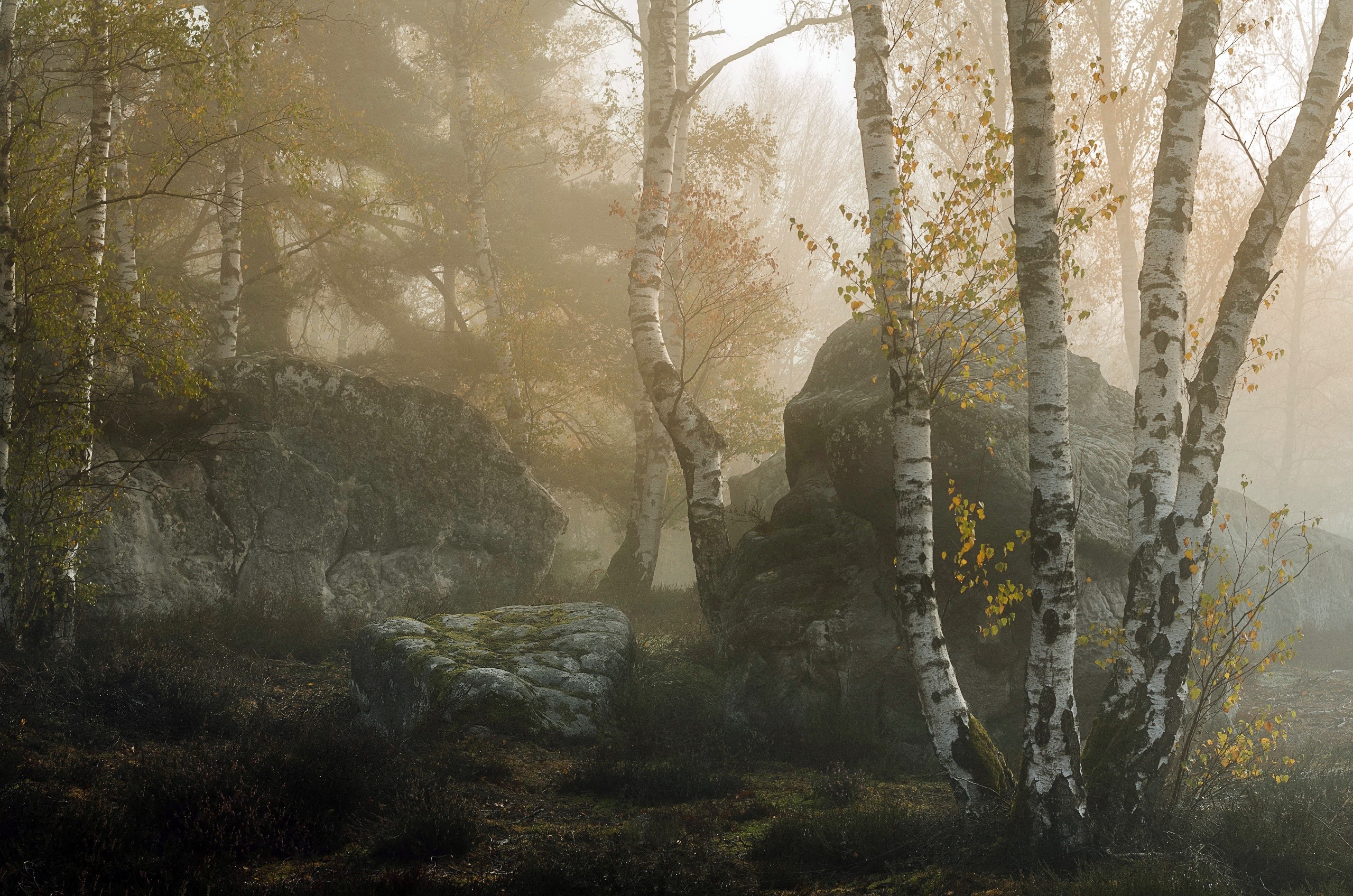 Birch trees and large rocks in a misty forest HD Wallpaper