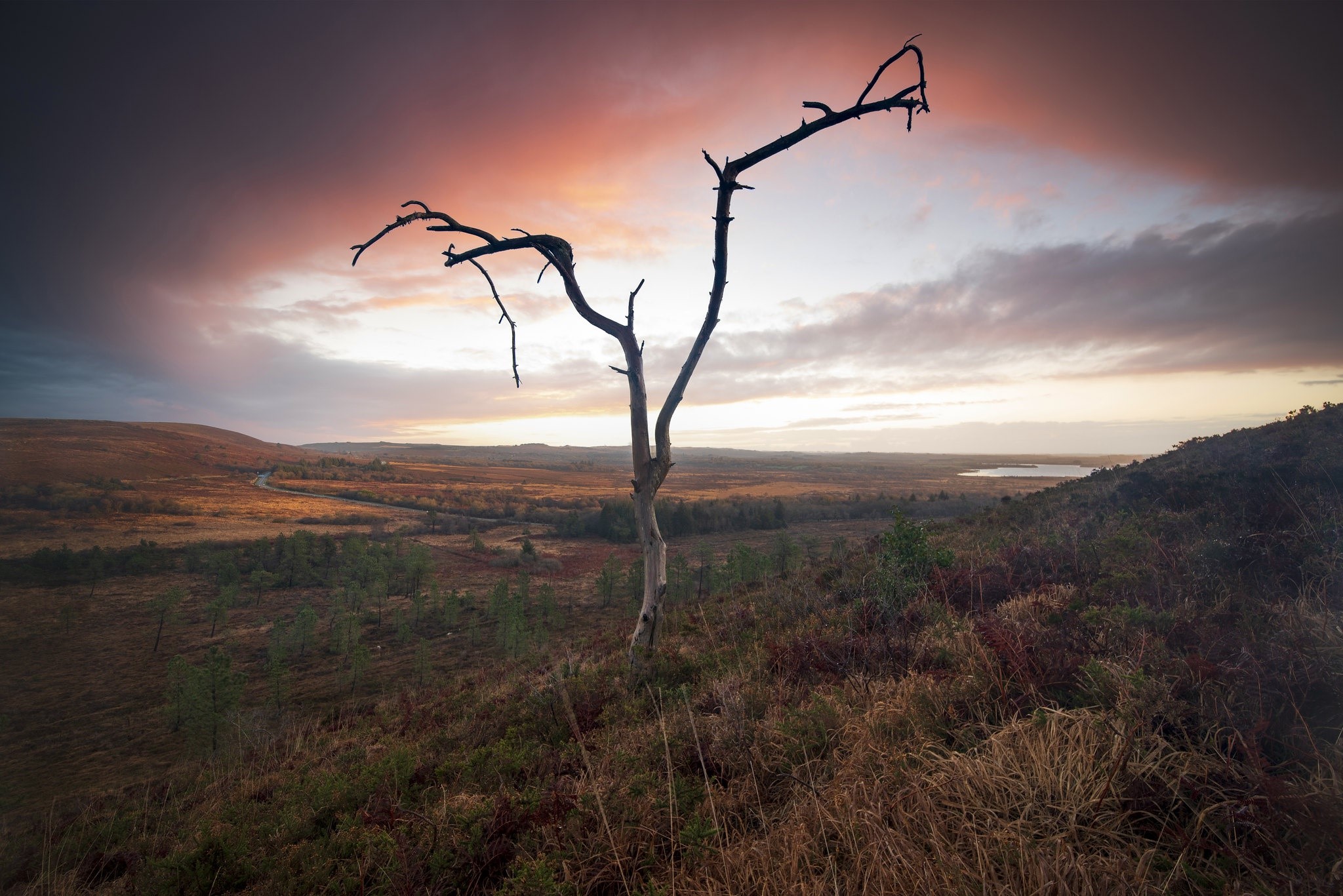 Dead tree silhouetted against a dramatic sunset sky over a moorland HD Wallpaper