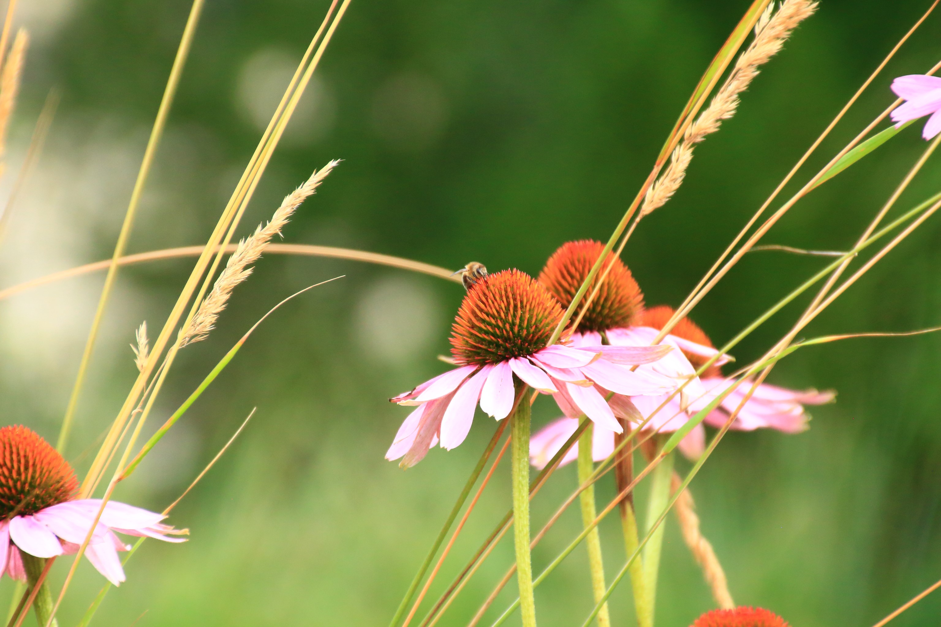 Bee on a pink coneflower with tall grass HD Wallpaper