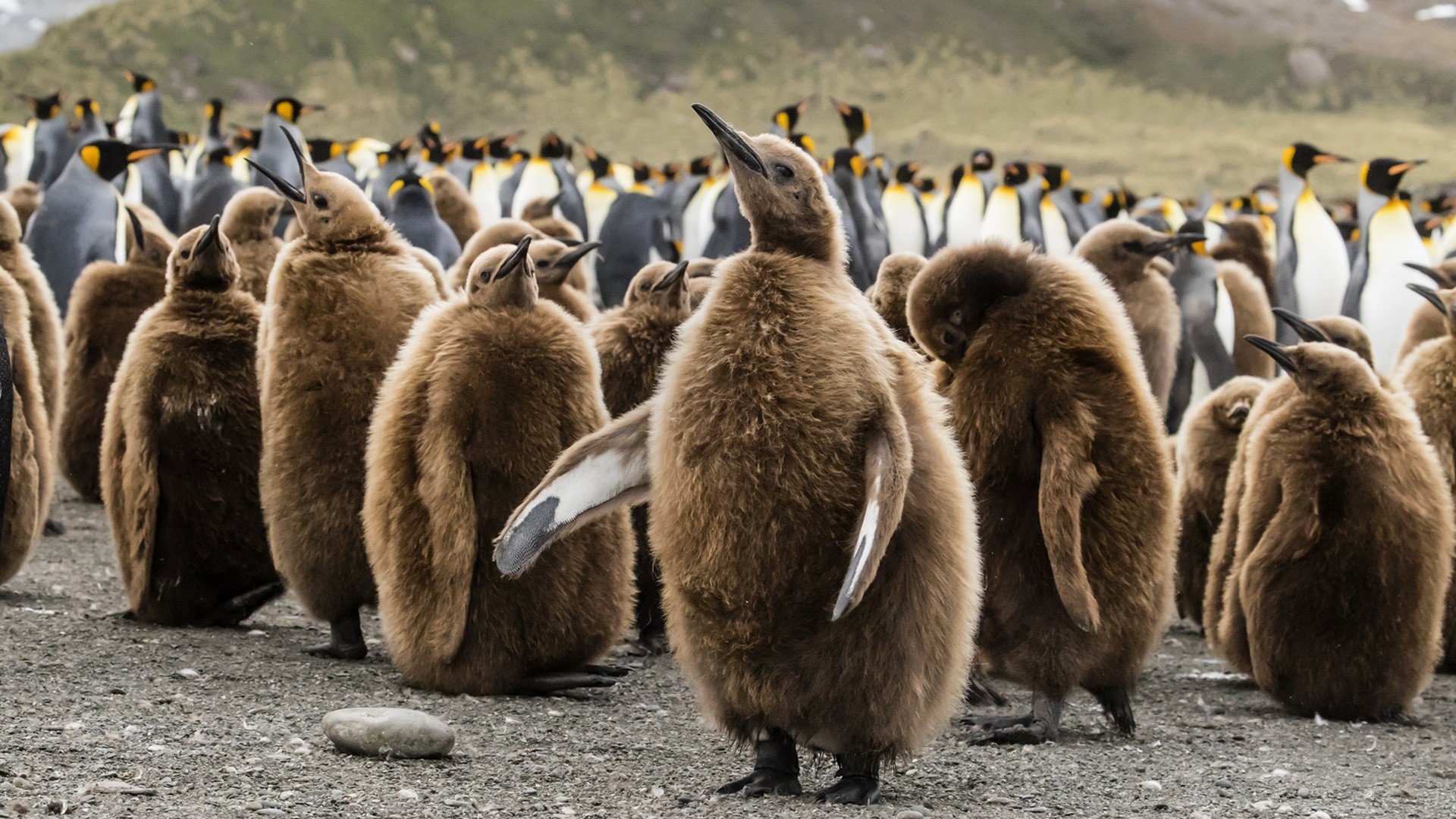 King Penguin Chicks in a Colony HD Wallpaper
