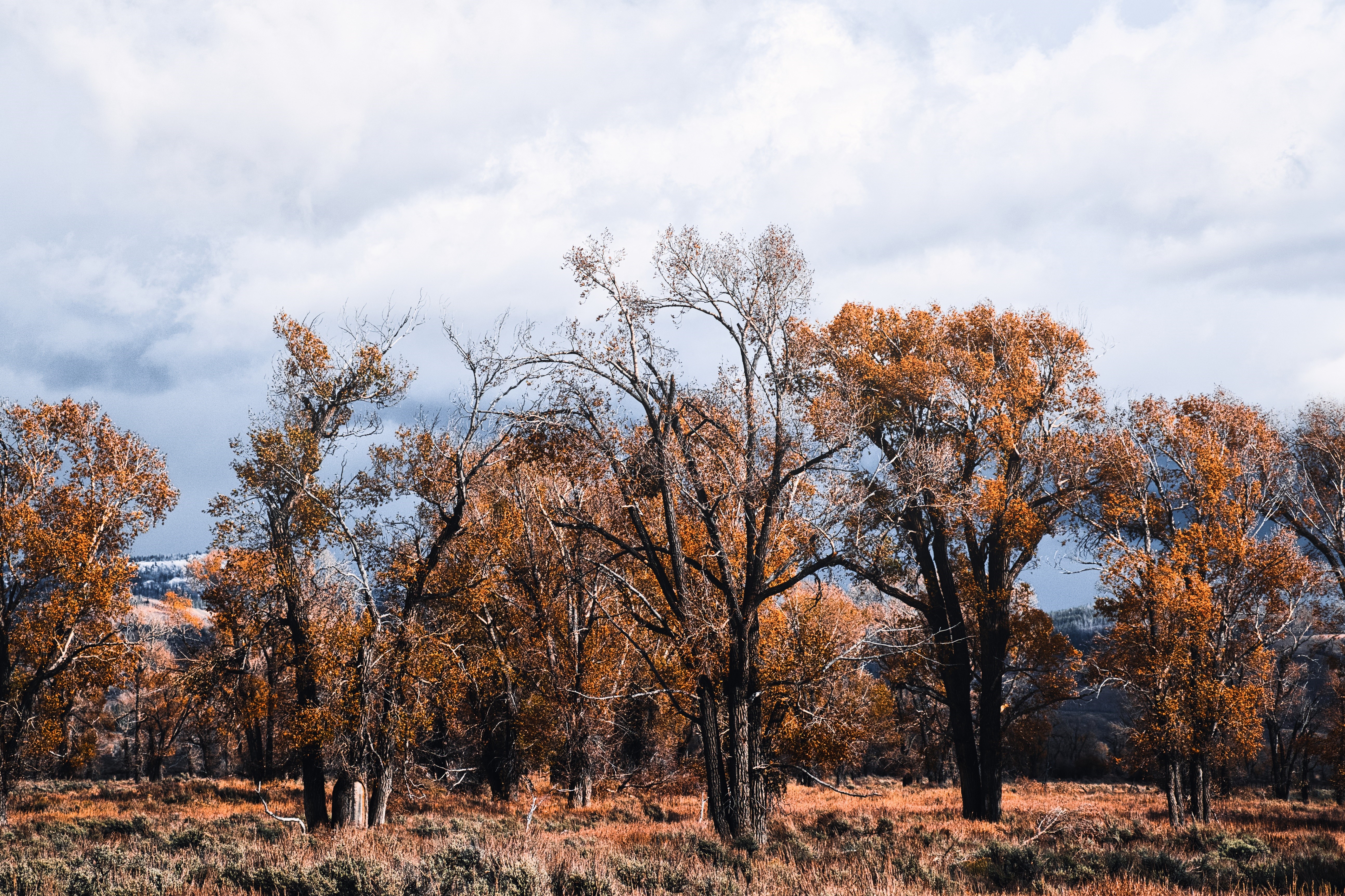 Autumn trees in Grand Teton National Park HD Wallpaper