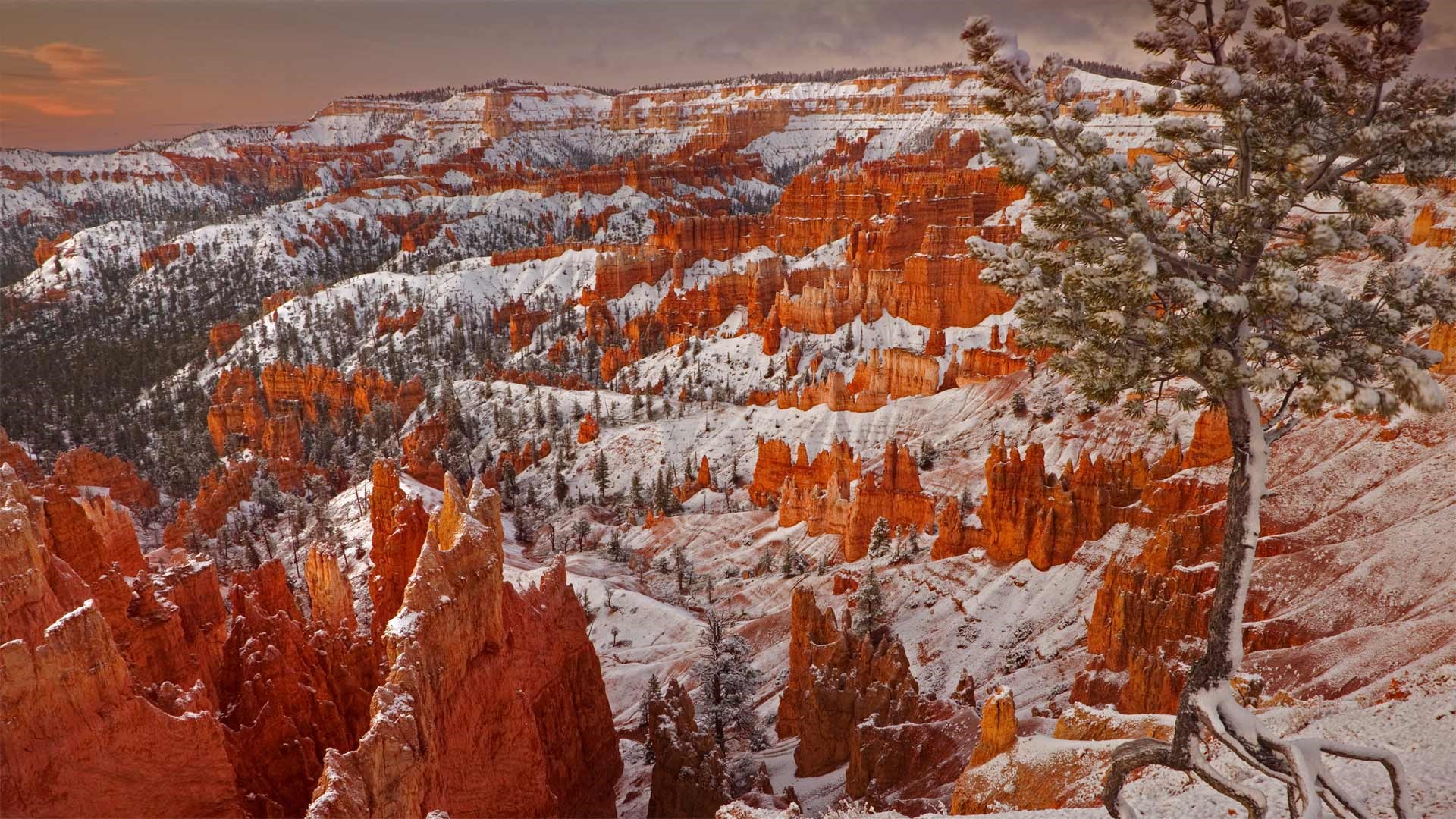 Bryce Canyon National Park in winter with snow HD Wallpaper