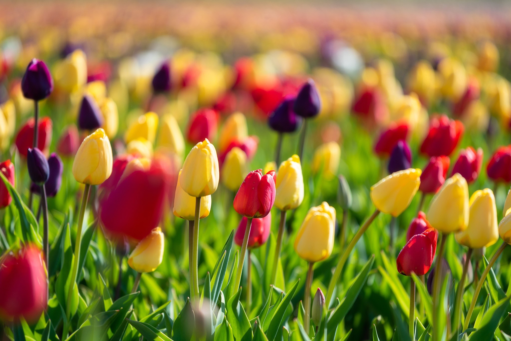 A field of colorful tulips in bloom HD Wallpaper