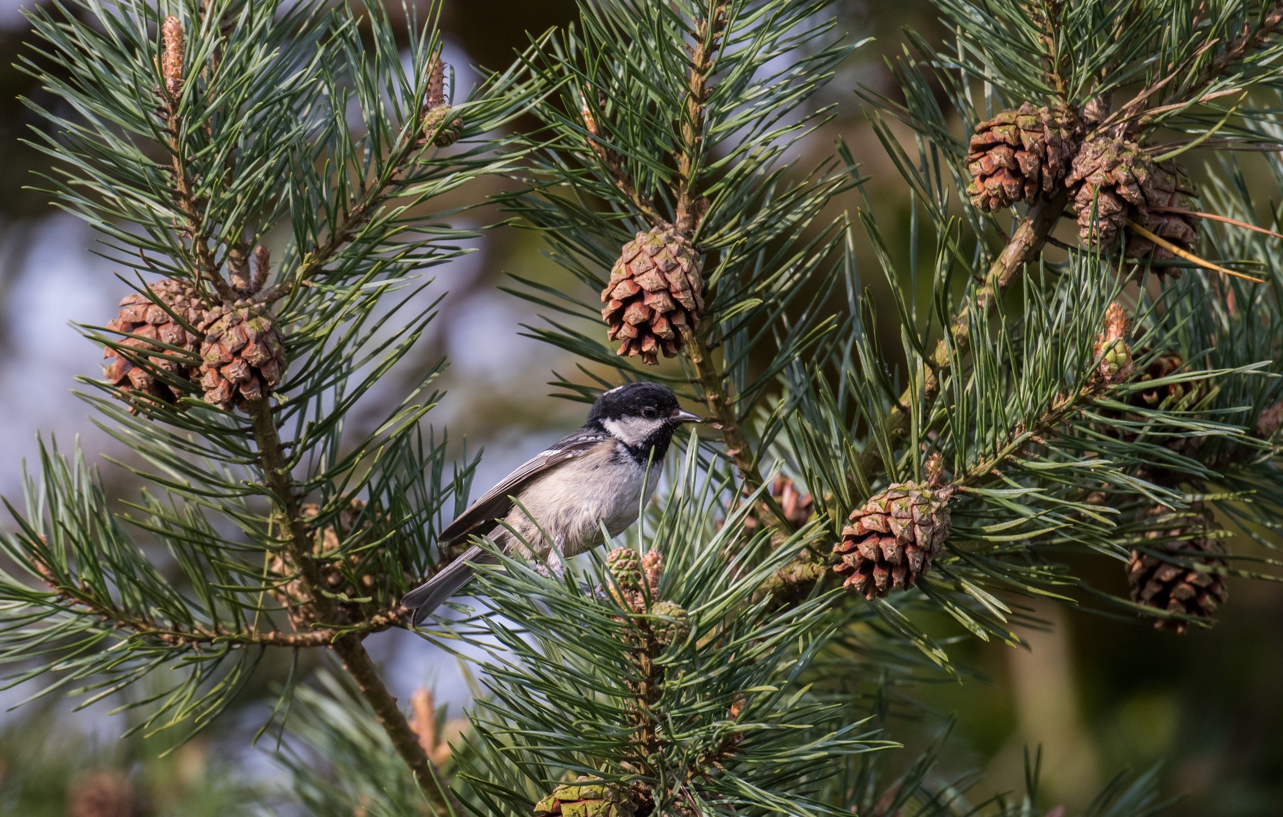 Coal tit perched on a pine tree branch with cones HD Wallpaper