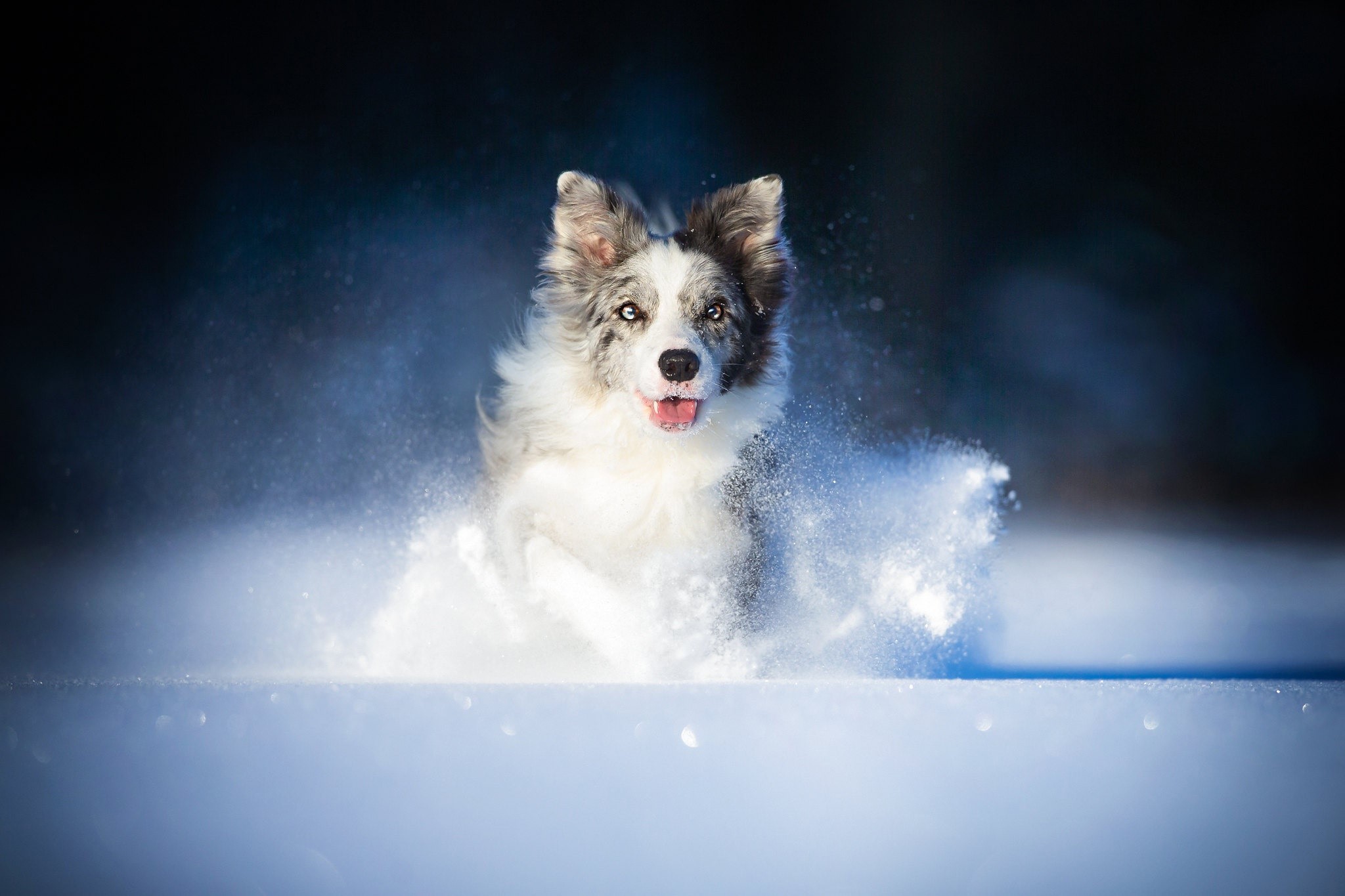 Border Collie running through snow HD Wallpaper