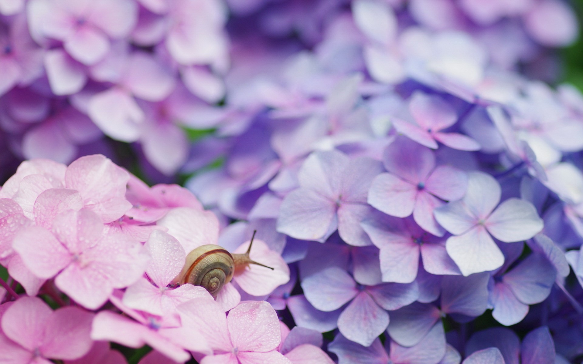Snail on pink and purple hydrangeas HD Wallpaper