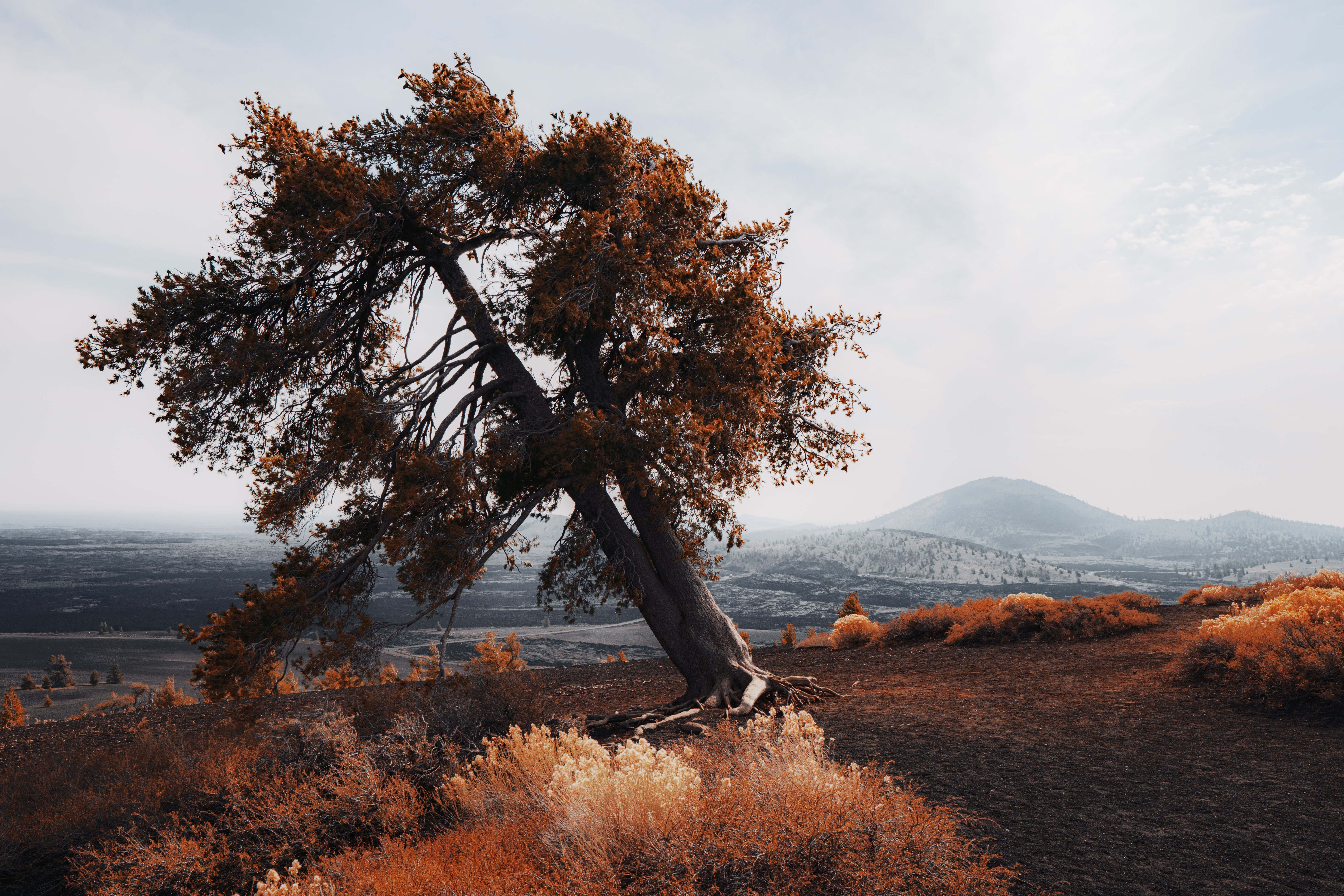 Tree on a hill with volcanic landscape and mountains HD Wallpaper