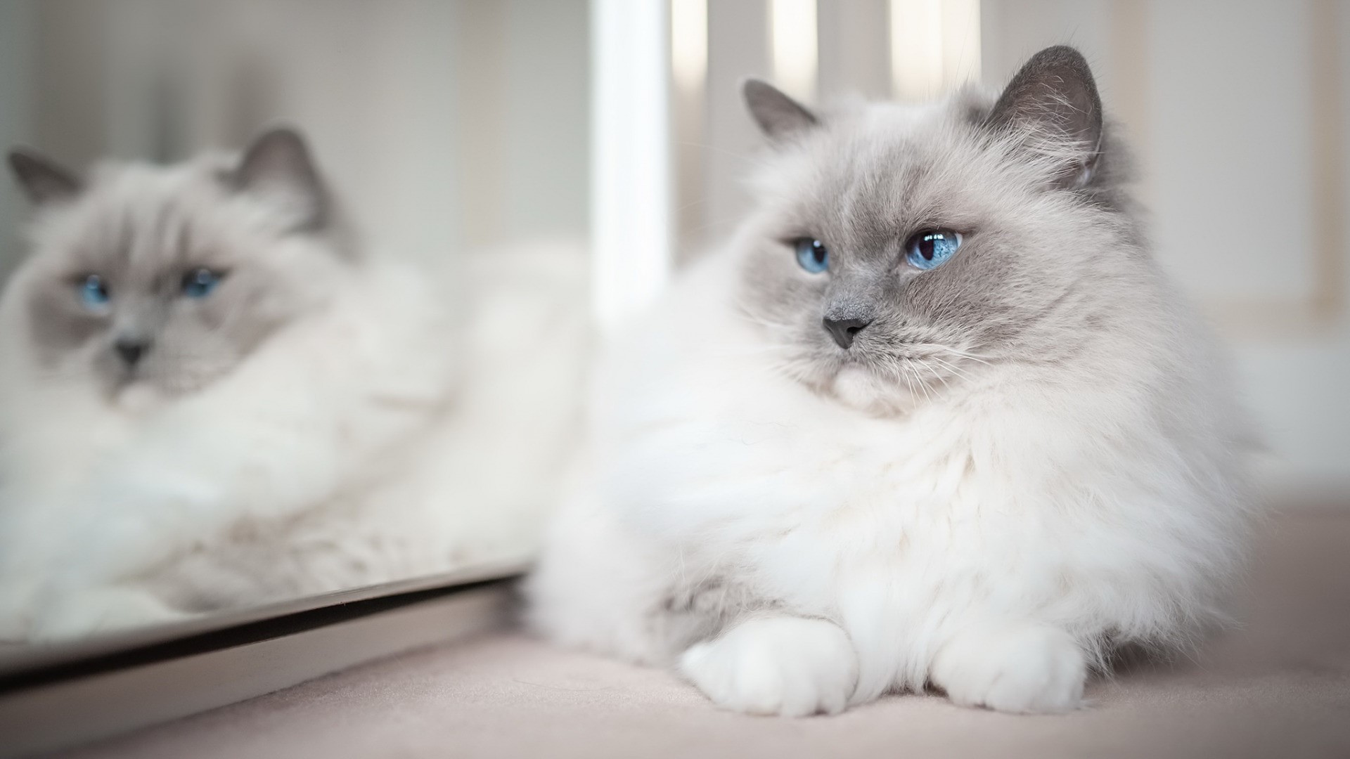 Ragdoll cat with blue eyes looking into a mirror HD Wallpaper