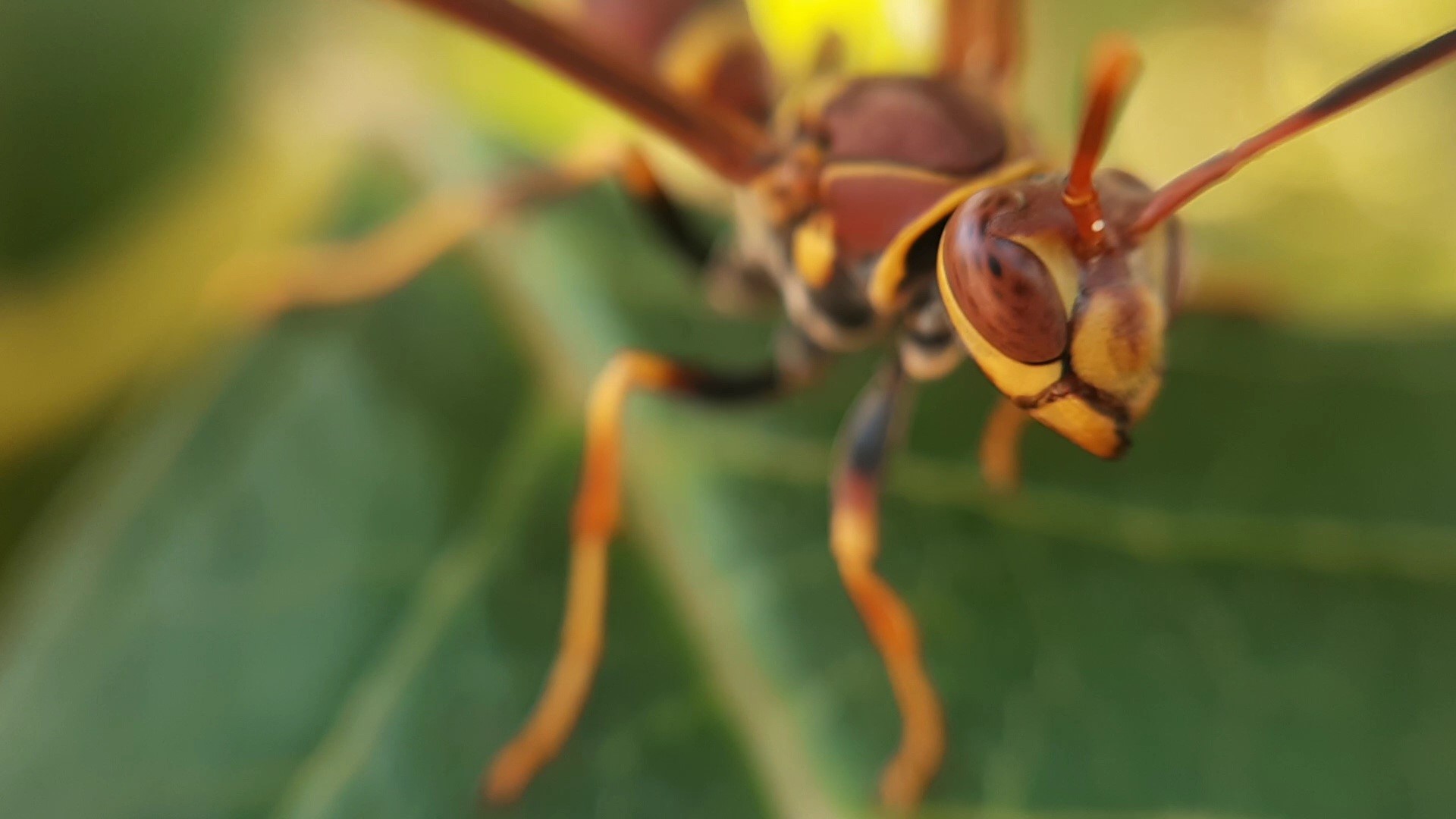 Close-up of a wasp on a green leaf HD Wallpaper