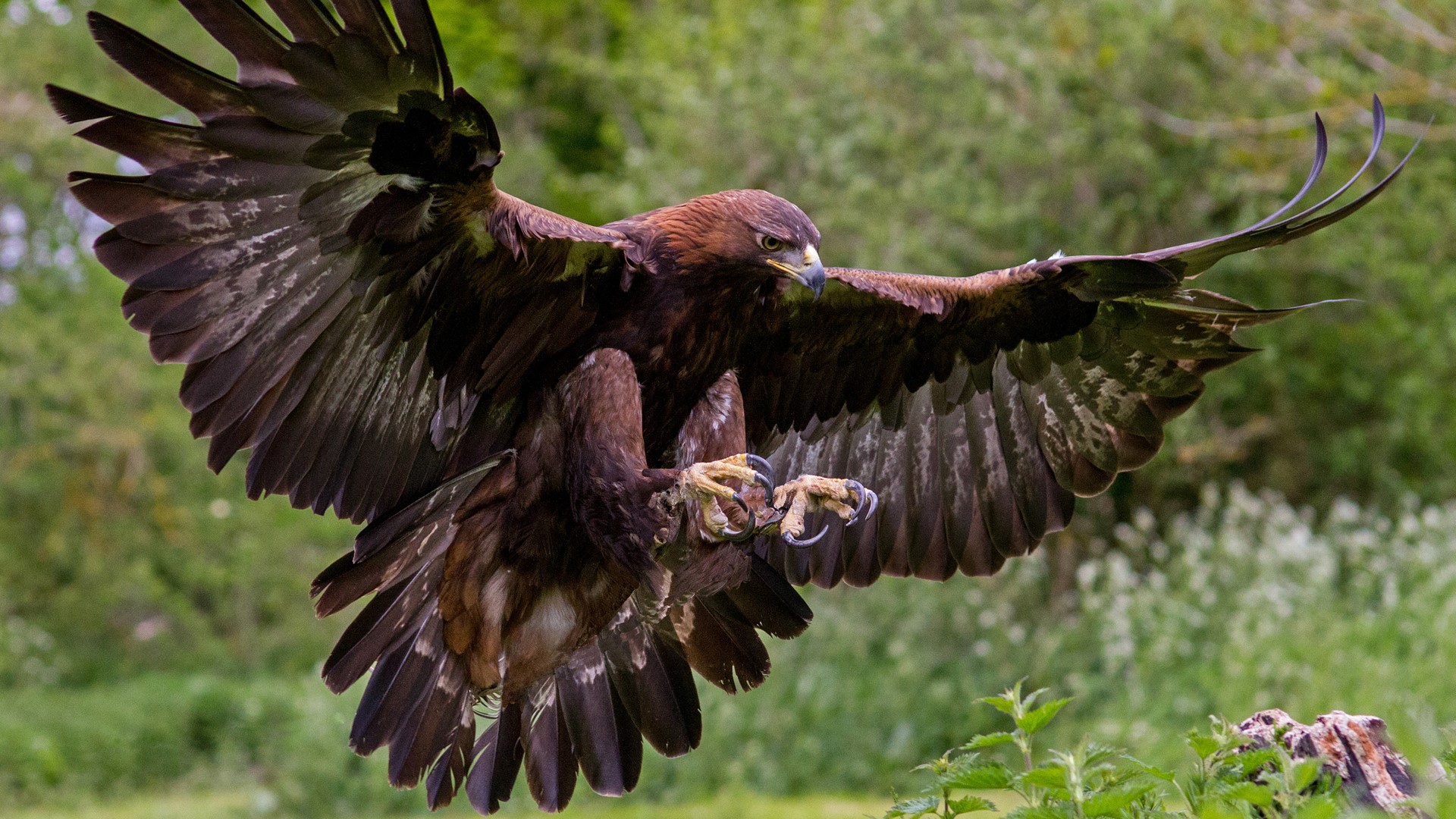 Golden eagle with wings spread landing HD Wallpaper