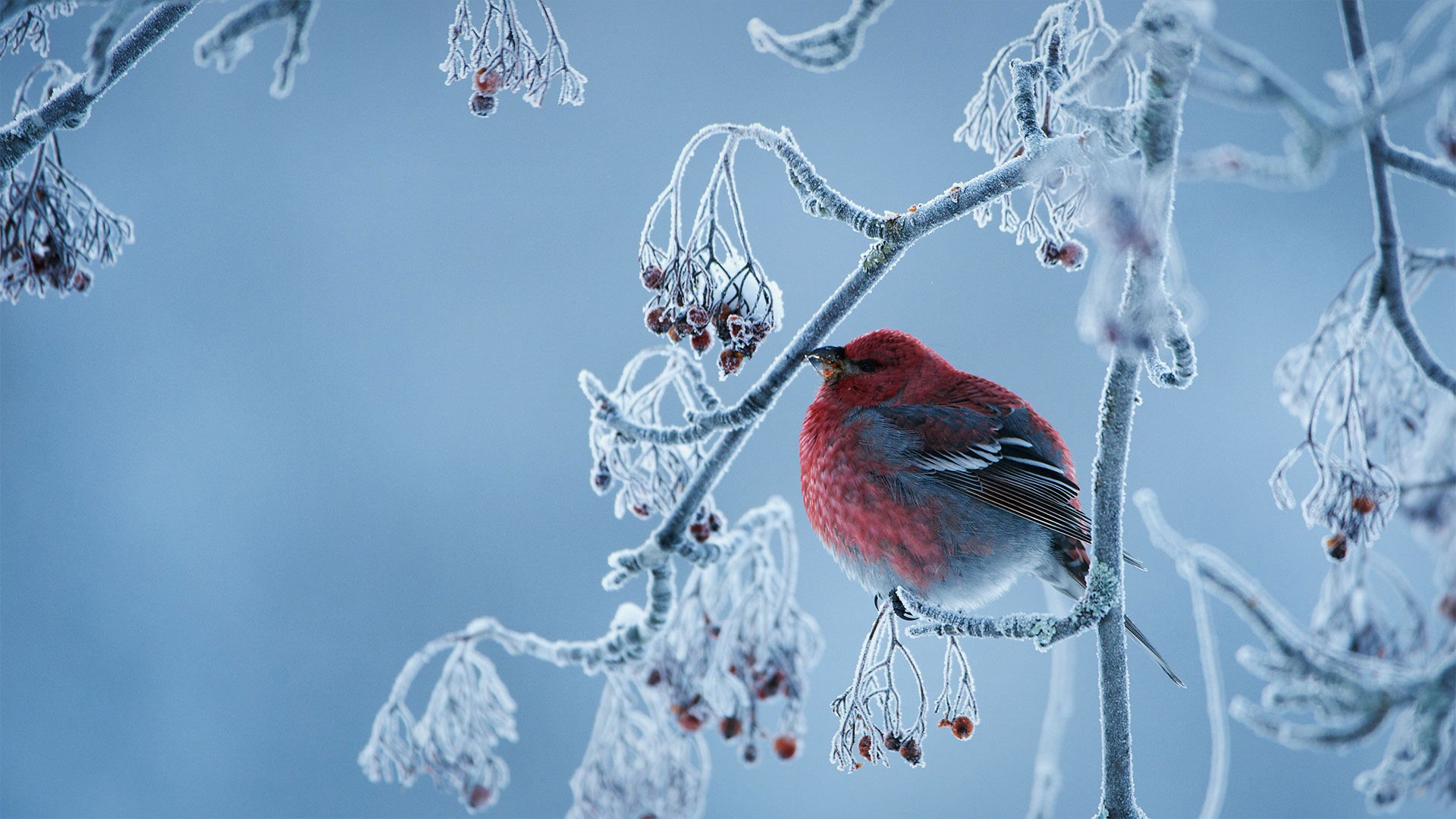 Pine Grosbeak bird on a frosted branch HD Wallpaper