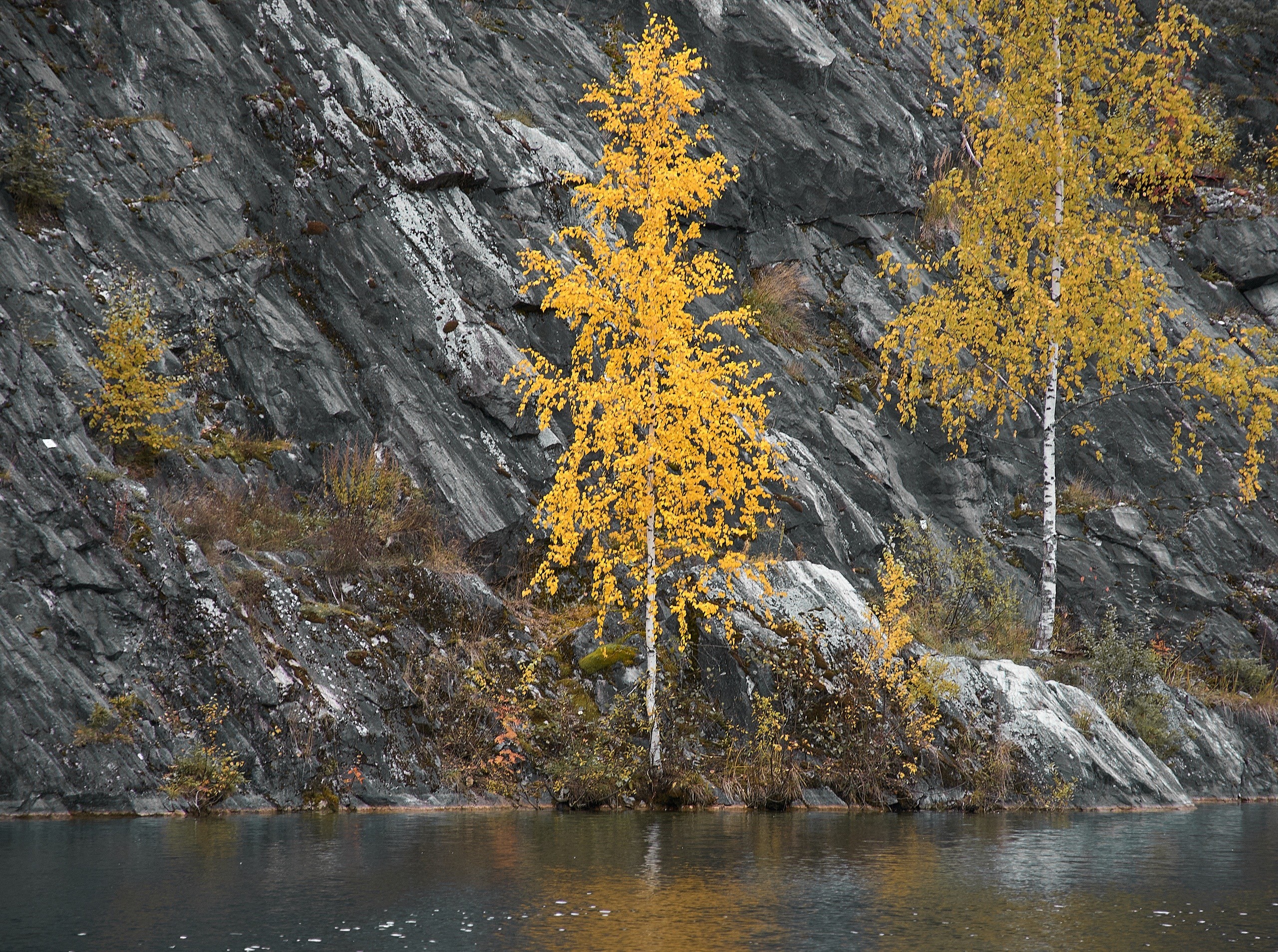 Yellow trees on a rocky cliff by the water HD Wallpaper