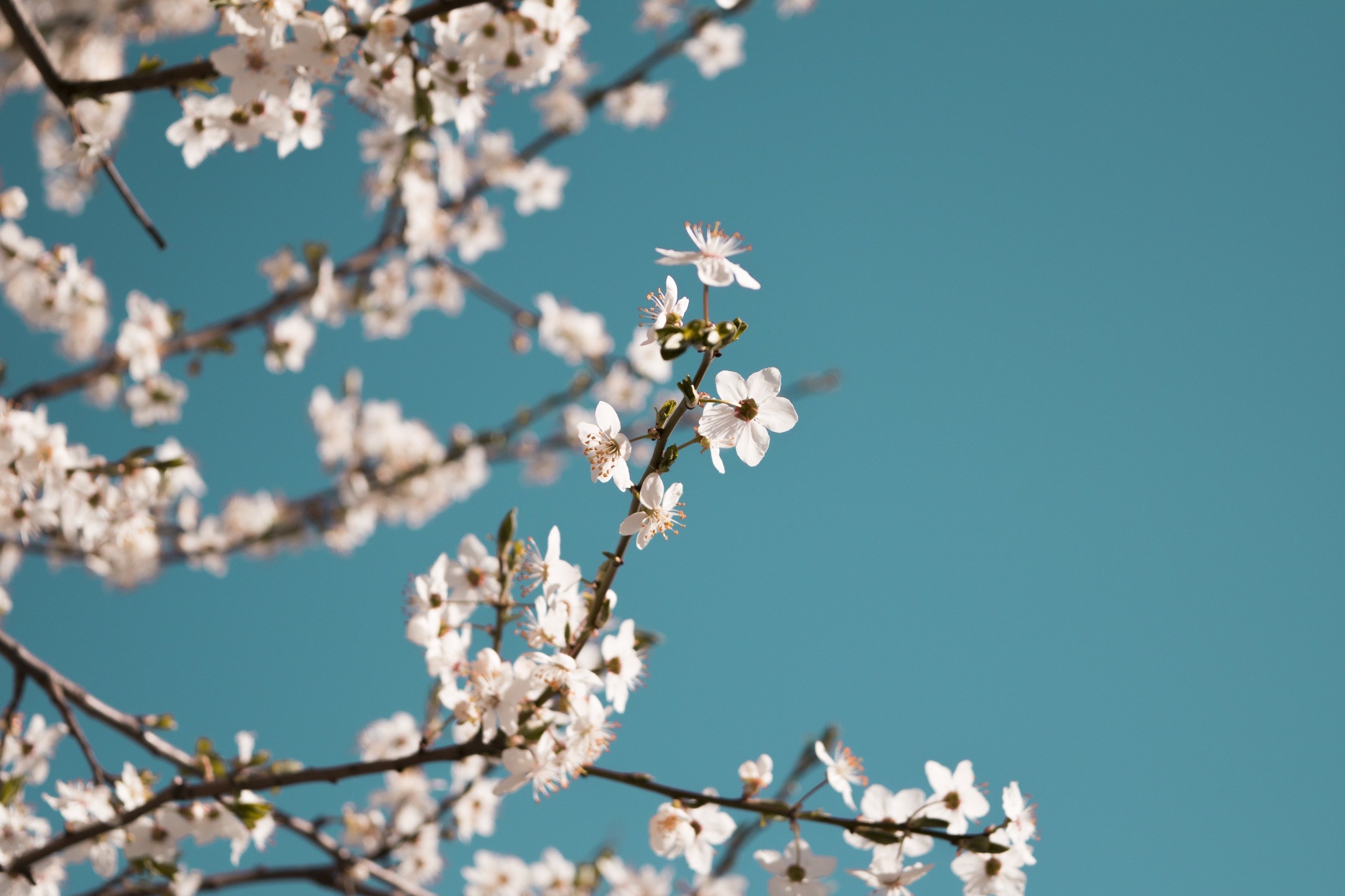 White cherry blossoms against a teal sky HD Wallpaper