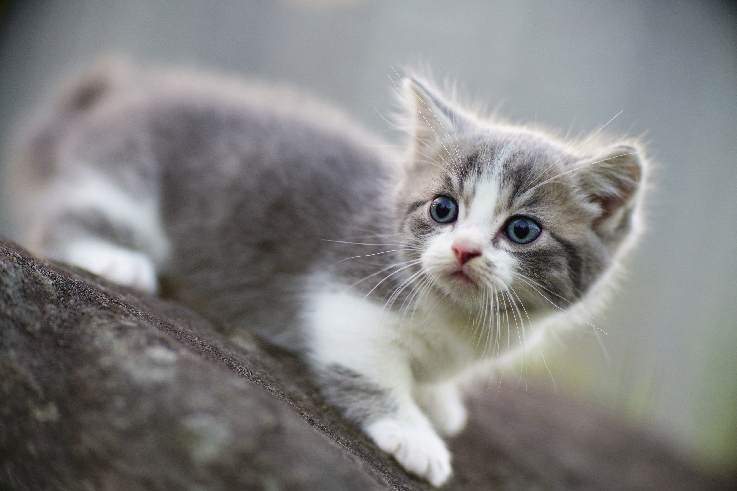 A cute grey and white kitten on a rock HD Wallpaper