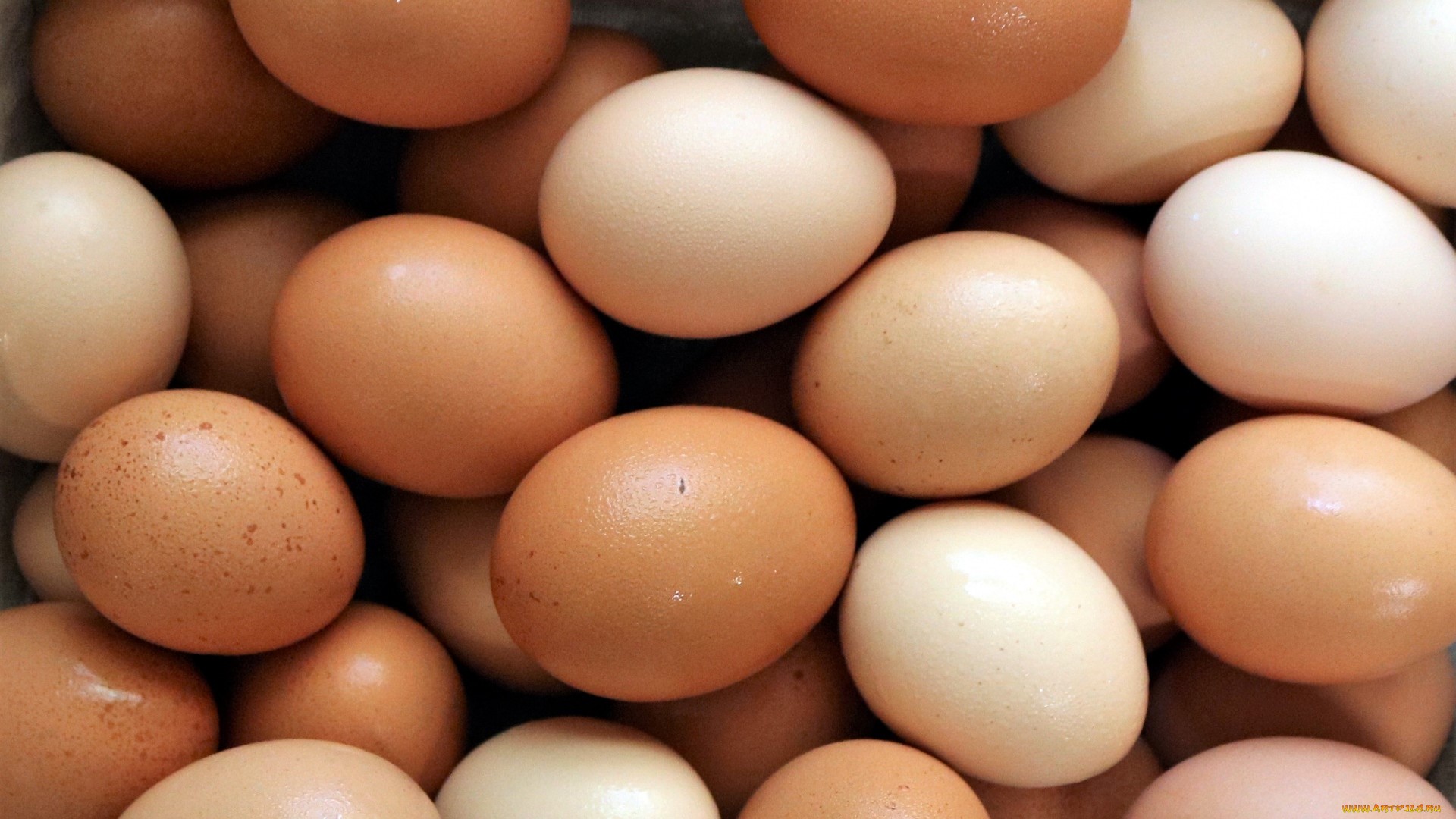 Close-up of brown and white eggs HD Wallpaper
