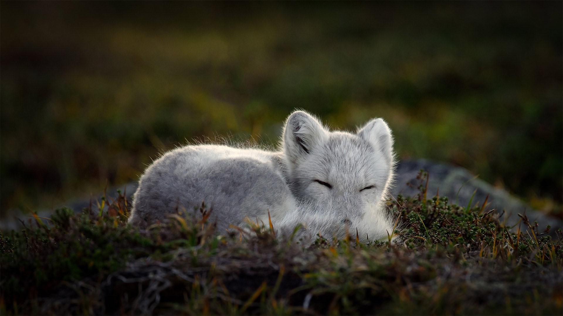 Arctic fox sleeping in grass HD Wallpaper