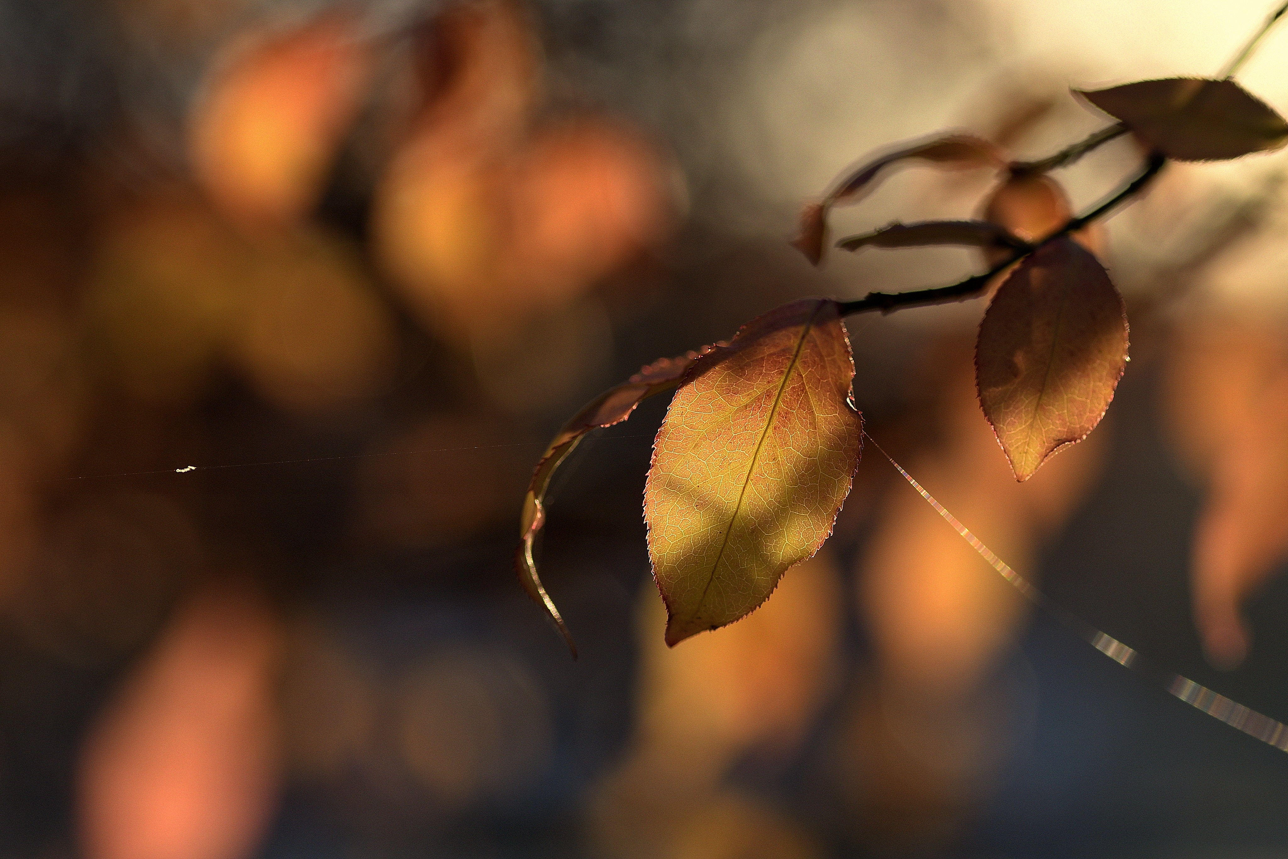 4K fall nature sunset leaves HD Wallpaper