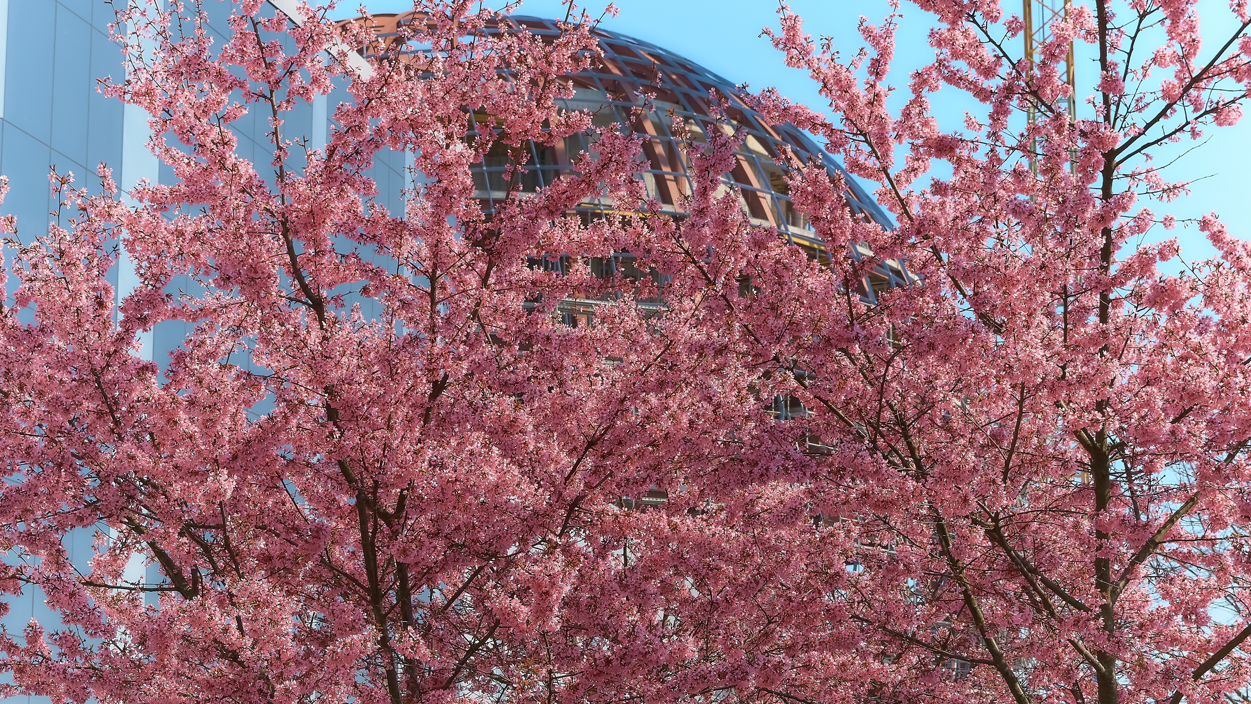 Pink cherry blossoms in front of a modern building HD Wallpaper