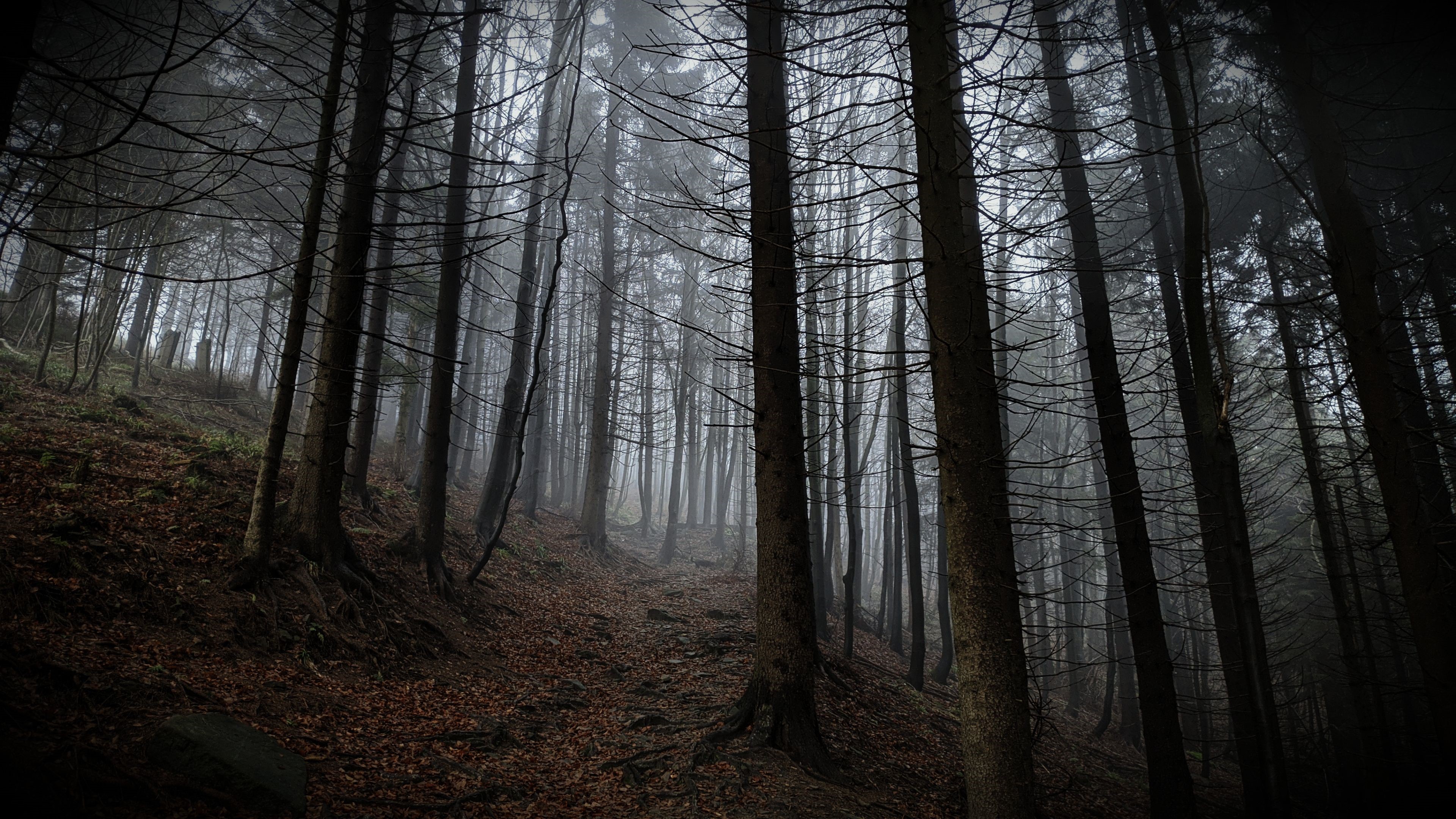 Dark misty forest with tall trees HD Wallpaper