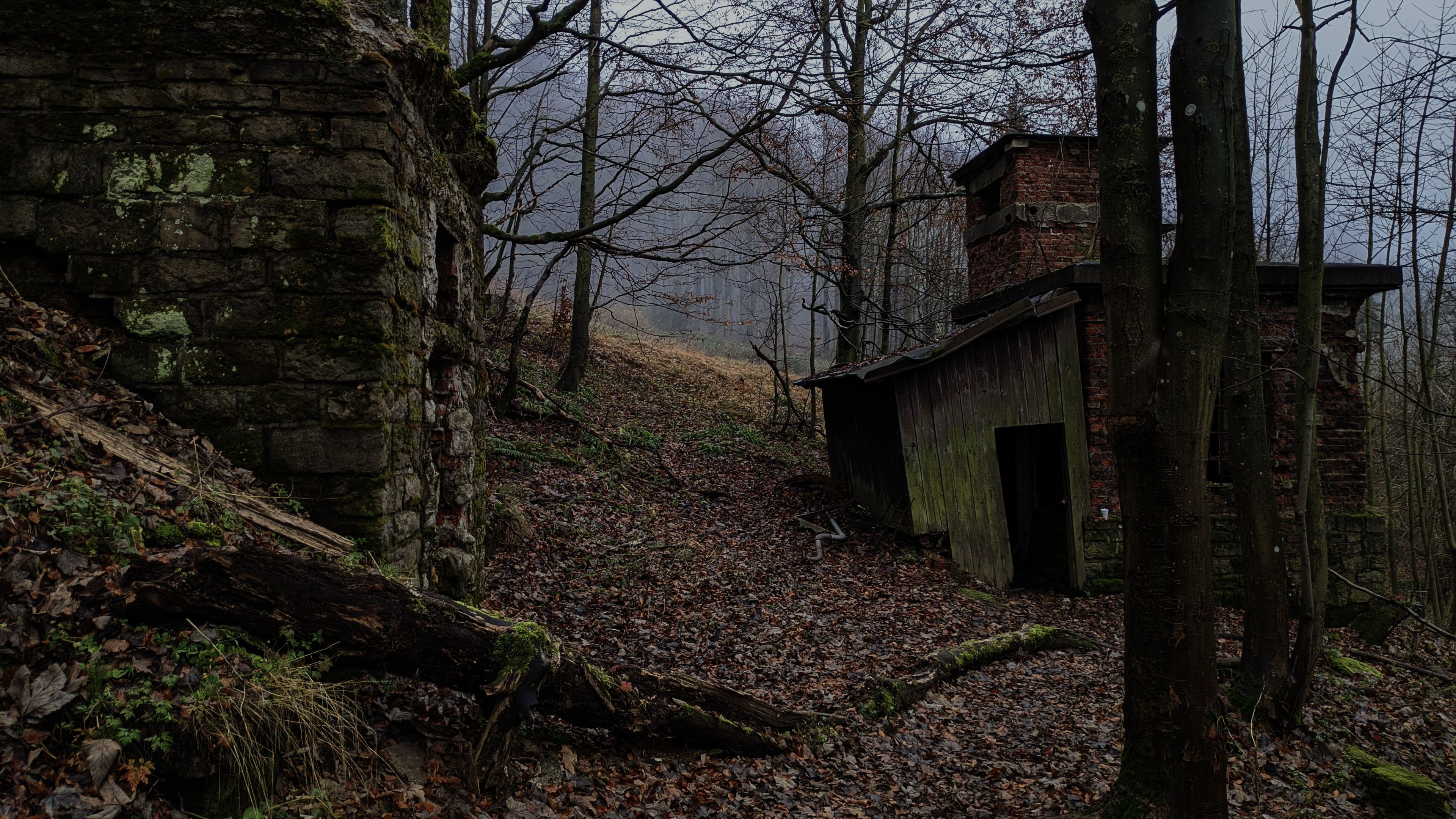 Old building in a misty forest during fall HD Wallpaper