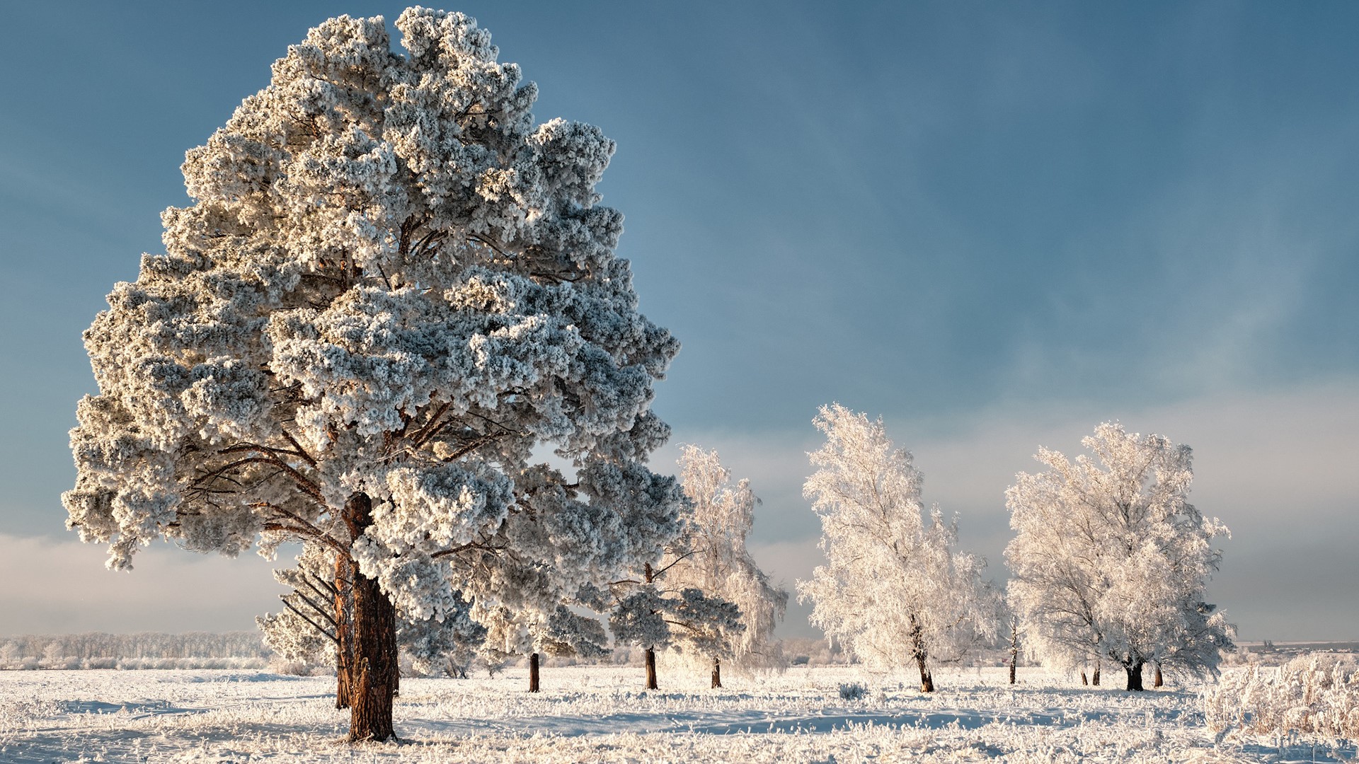 Snow-covered trees in a winter landscape HD Wallpaper