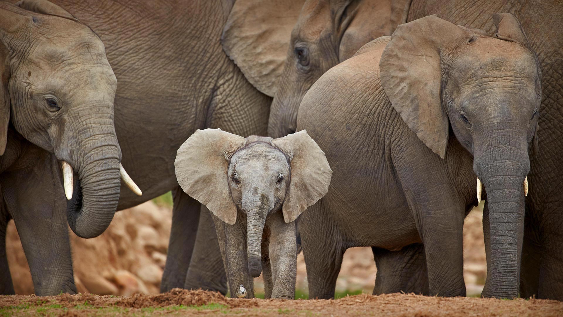 A baby elephant stands in front of adult elephants HD Wallpaper