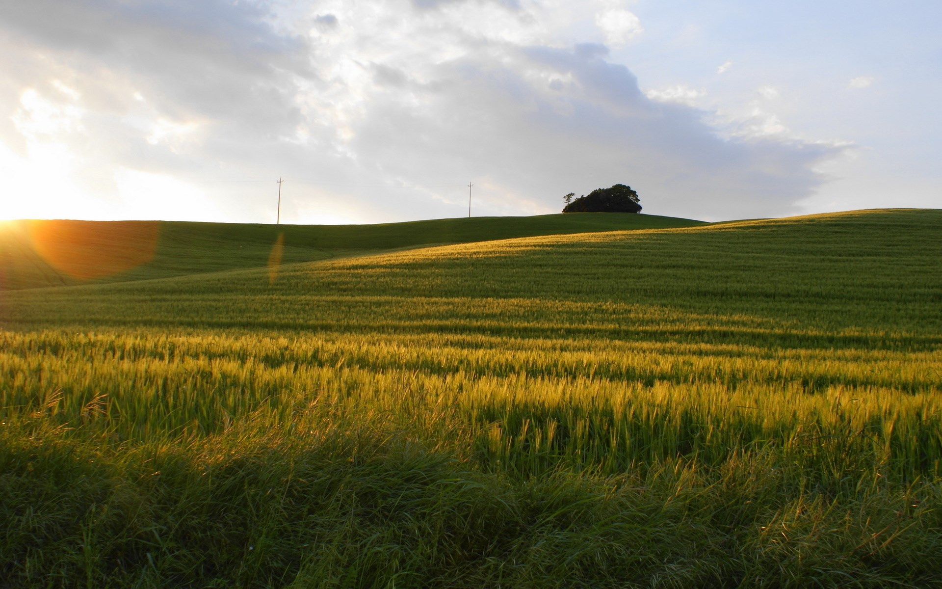 Golden field of wheat under a cloudy sky at sunset HD Wallpaper