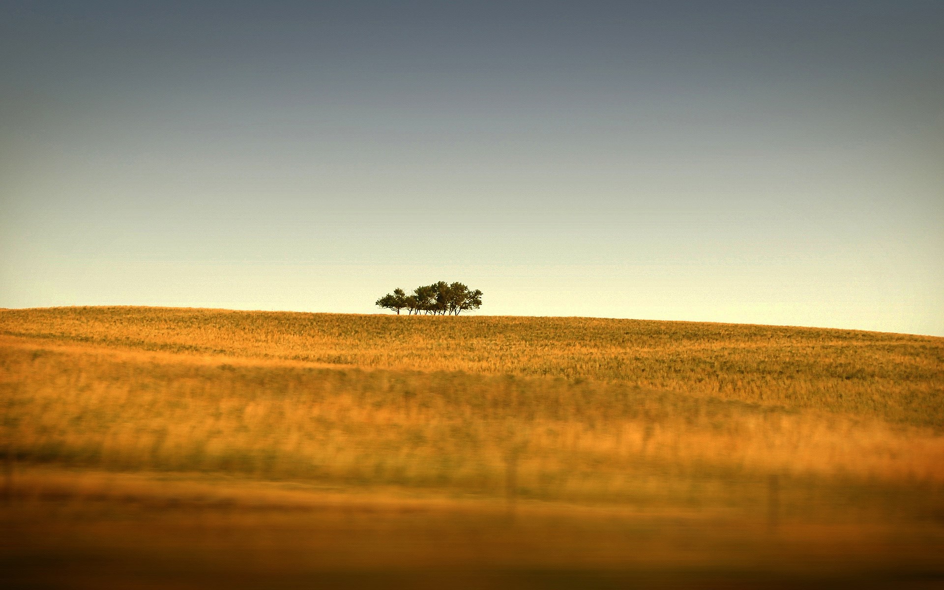 Trees on a golden hill under a gradient sky HD Wallpaper