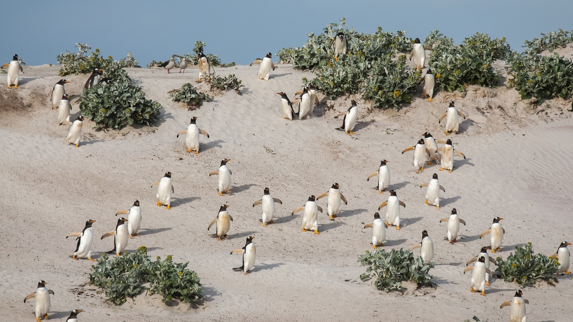 A colony of Gentoo penguins on a sandy beach. HD Wallpaper
