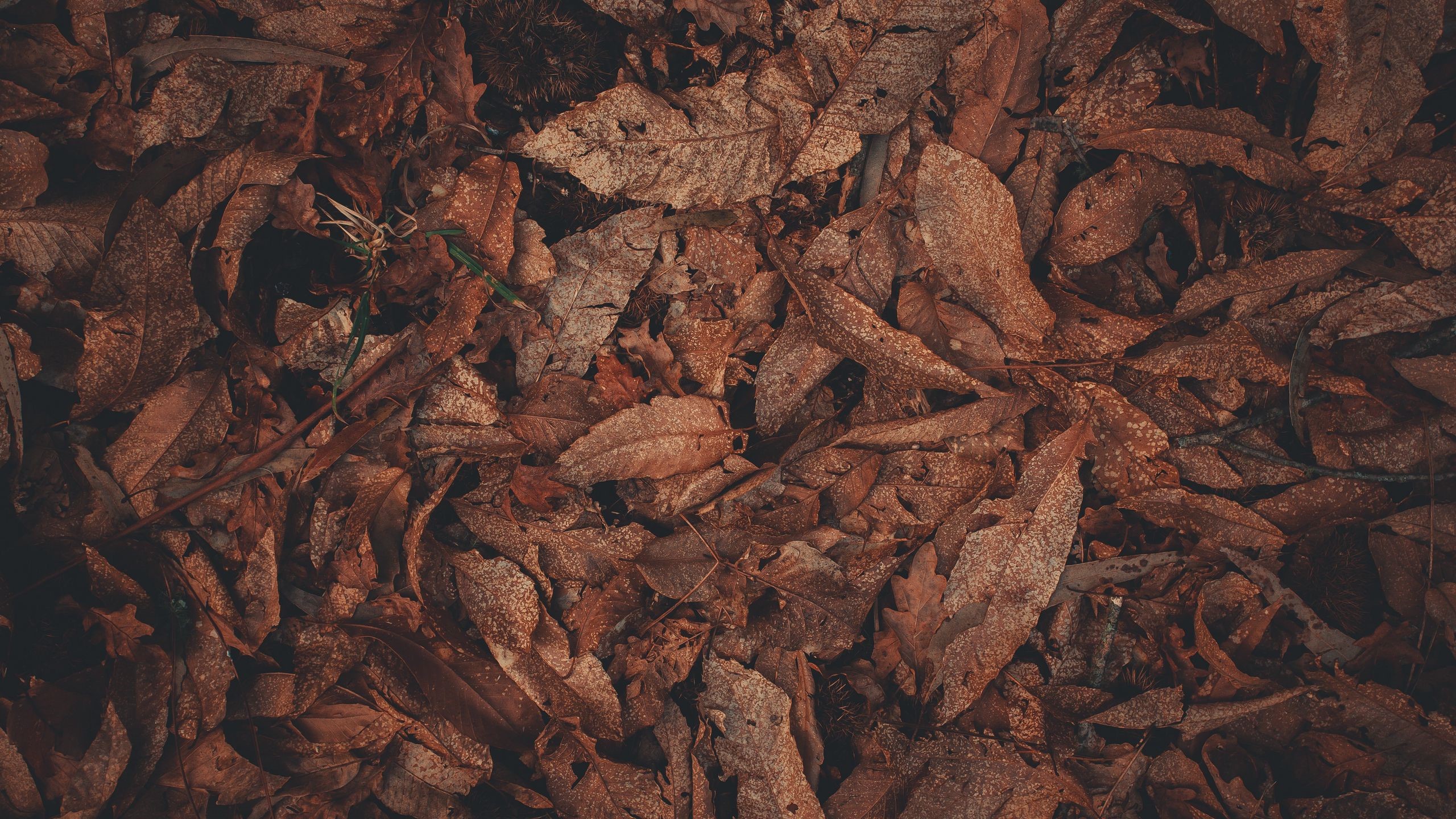 Pile of fallen brown autumn leaves on the ground HD Wallpaper