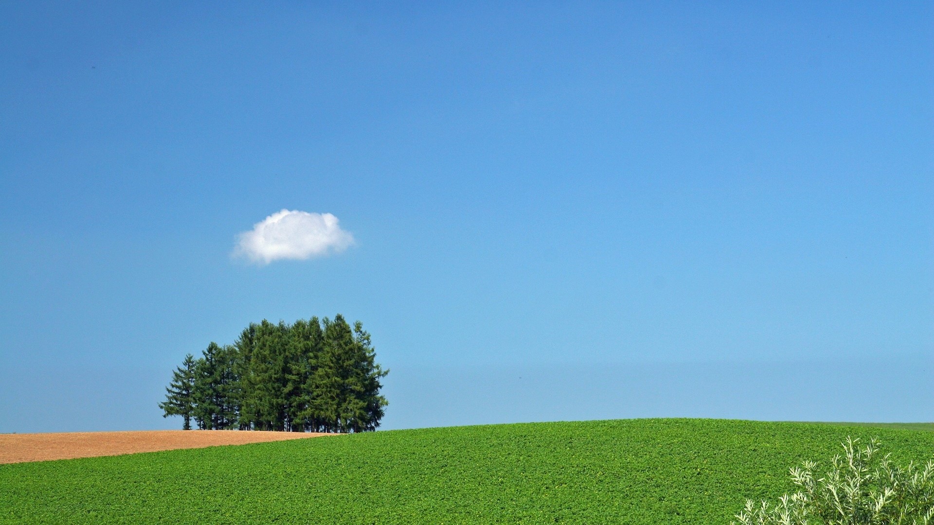 Green fields and trees under a clear blue sky HD Wallpaper