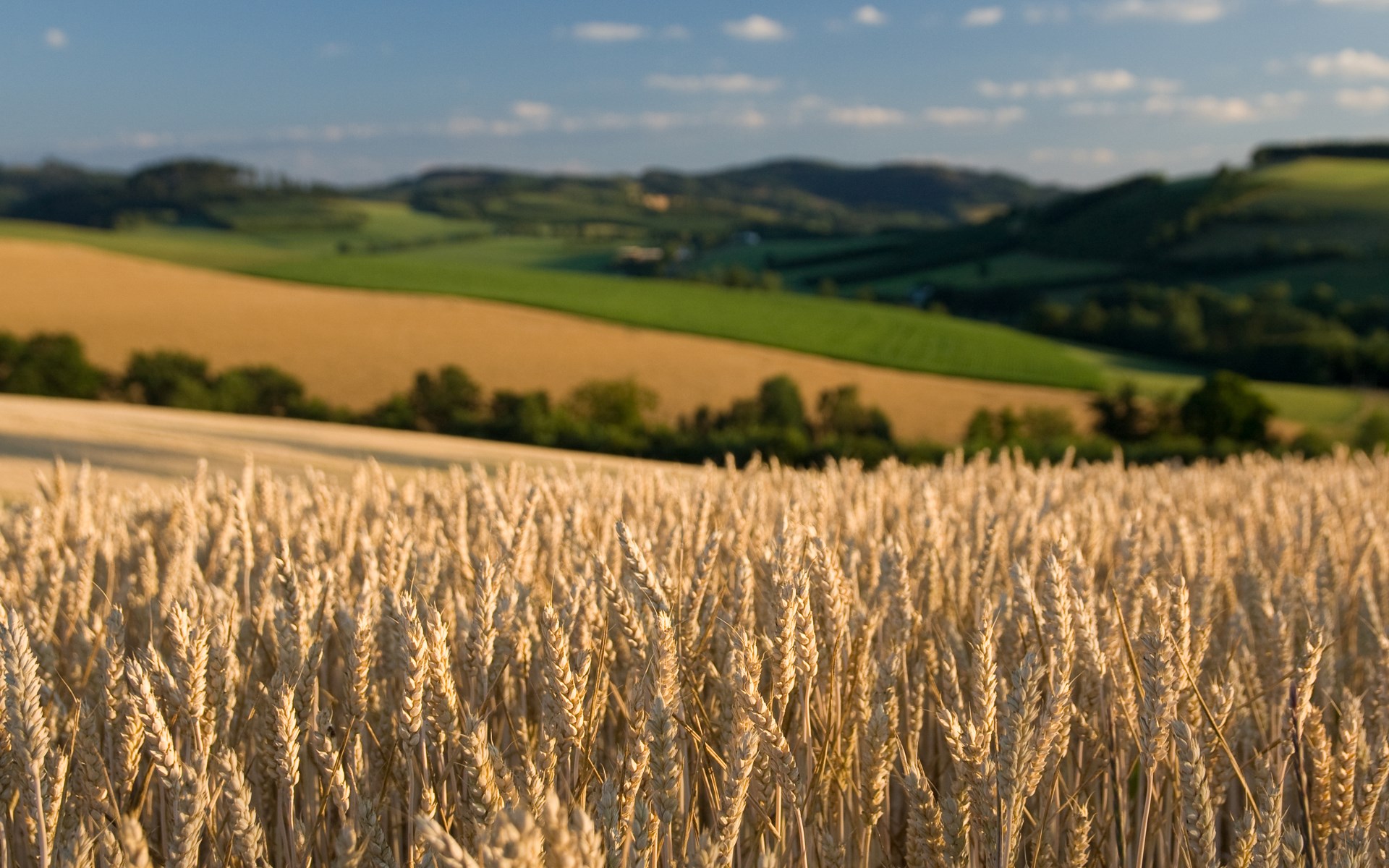 Wheat field with rolling hills in the background HD Wallpaper