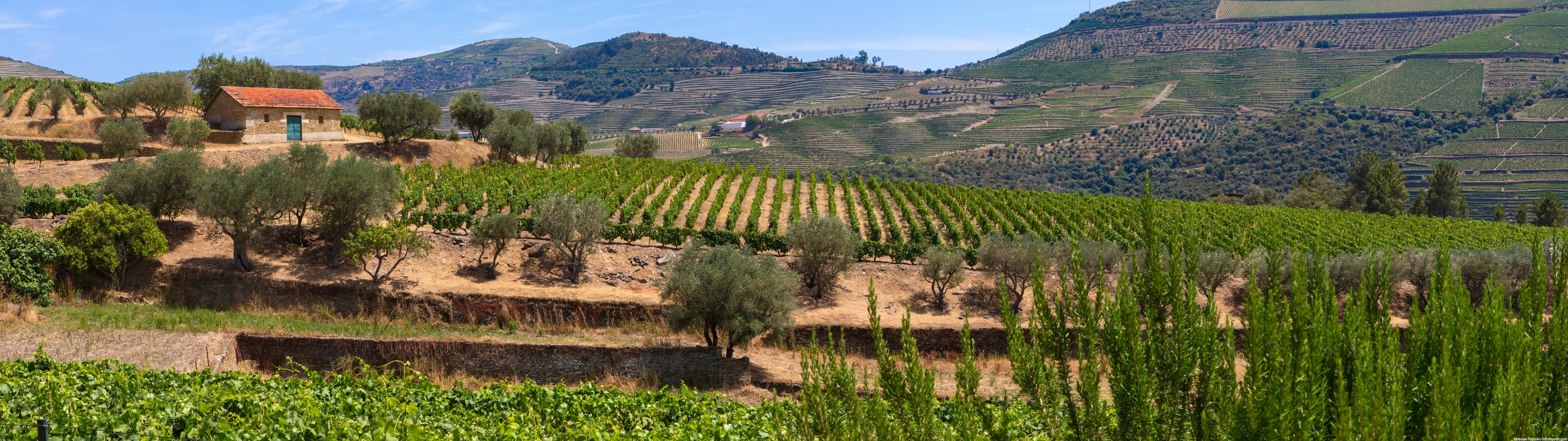 Vineyard landscape with olive trees and a small house HD Wallpaper