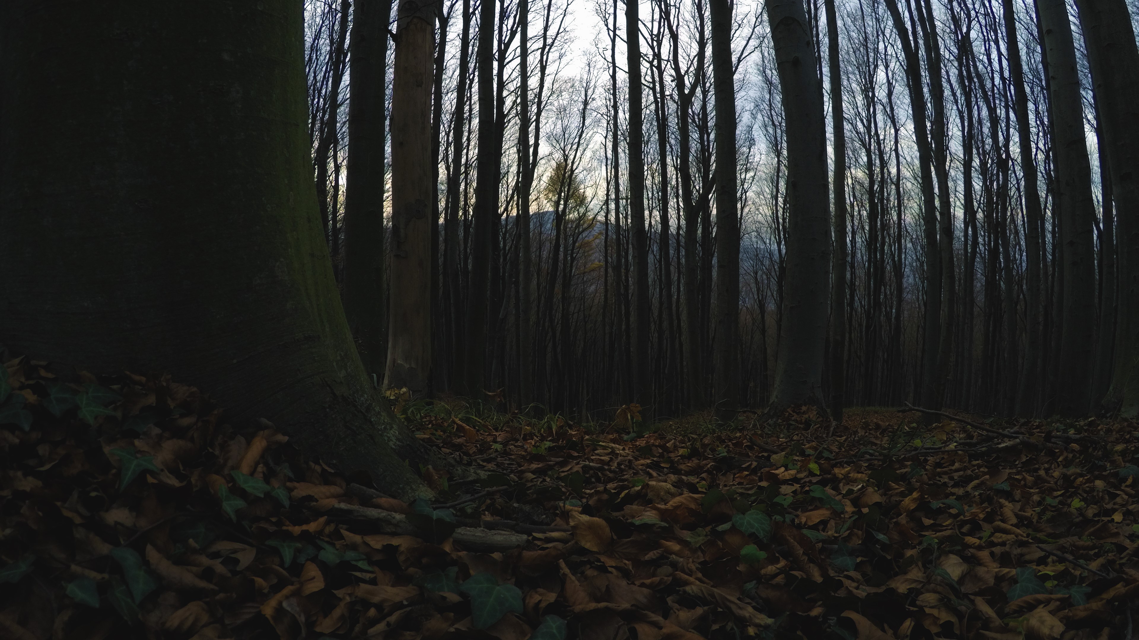 Forest with fallen leaves and mountains in the background HD Wallpaper