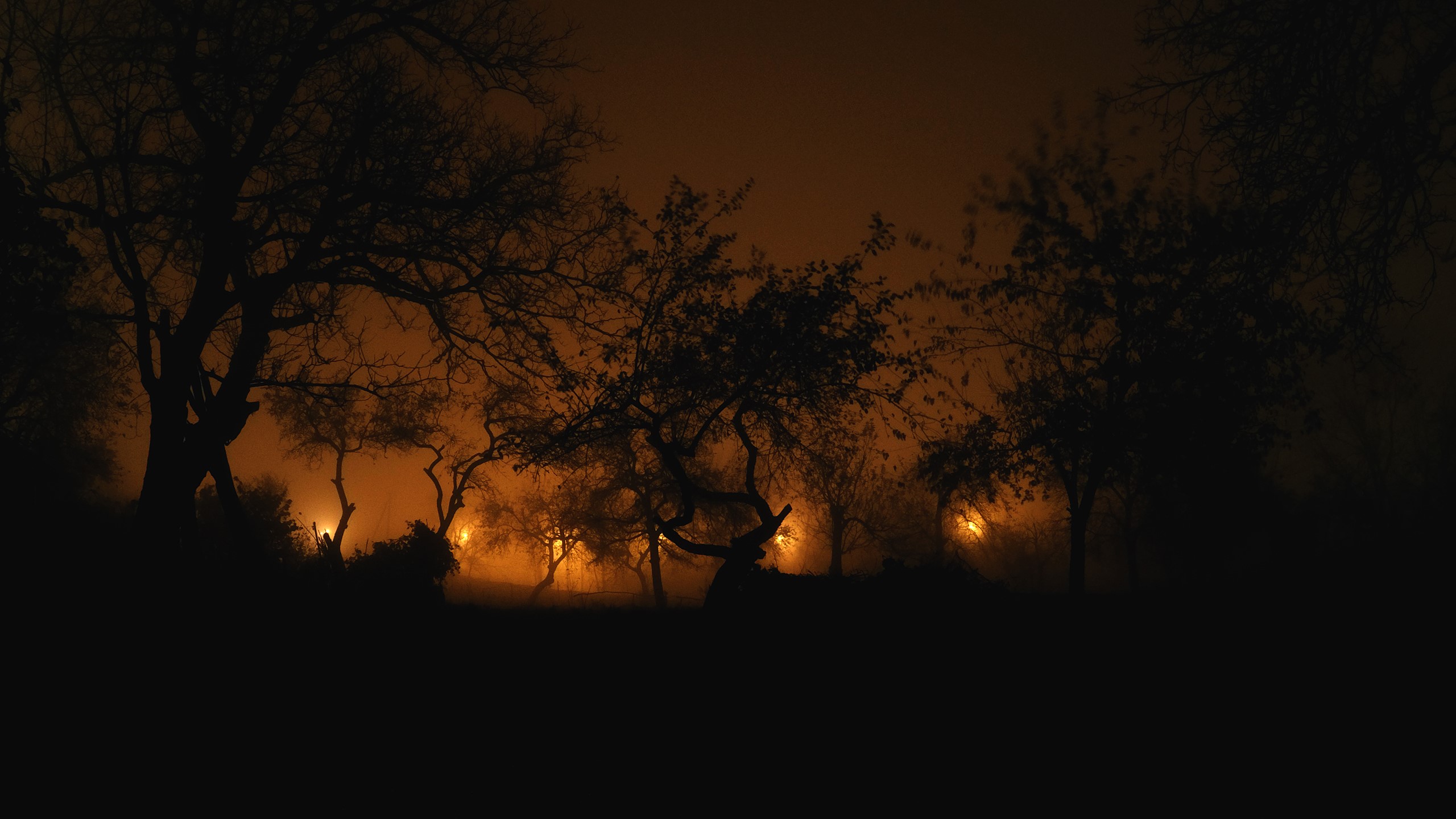 Silhouetted trees at night with orange mist and lights HD Wallpaper