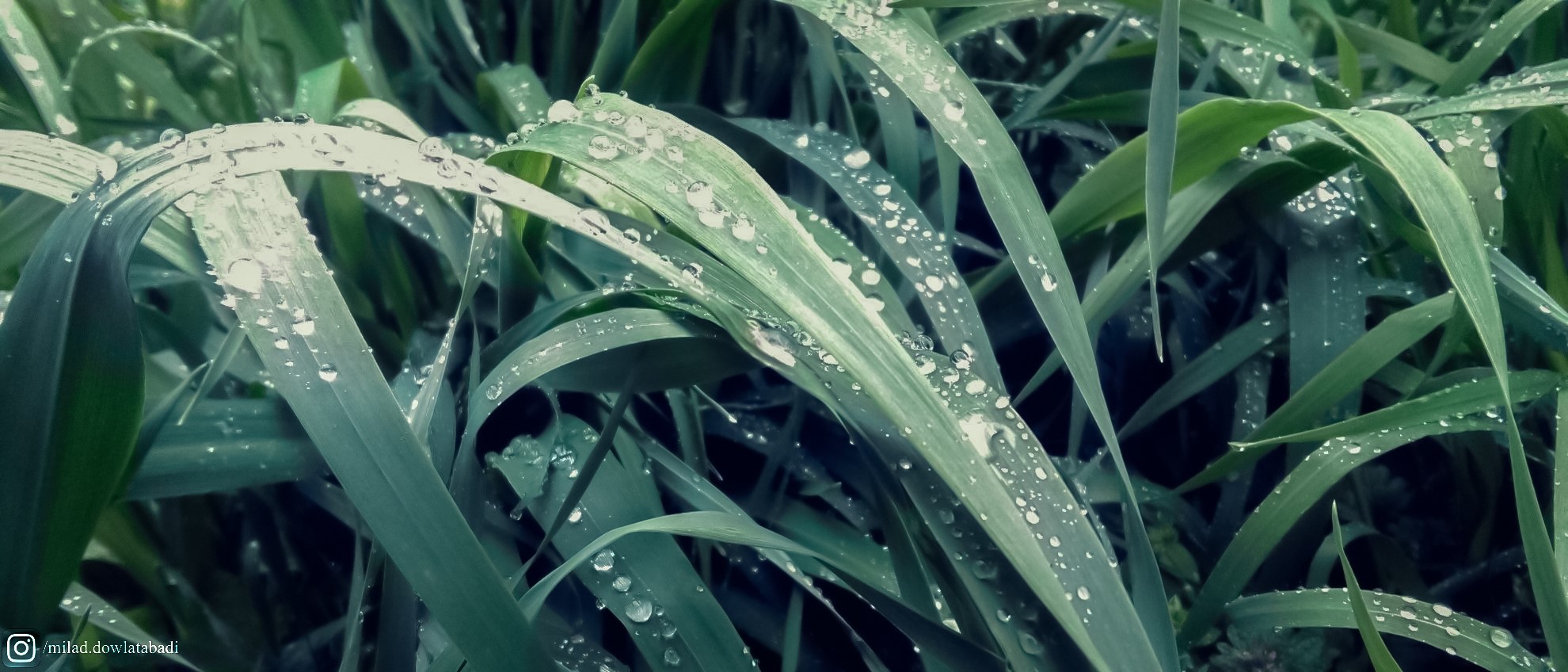 Green grass with water drops after rain HD Wallpaper